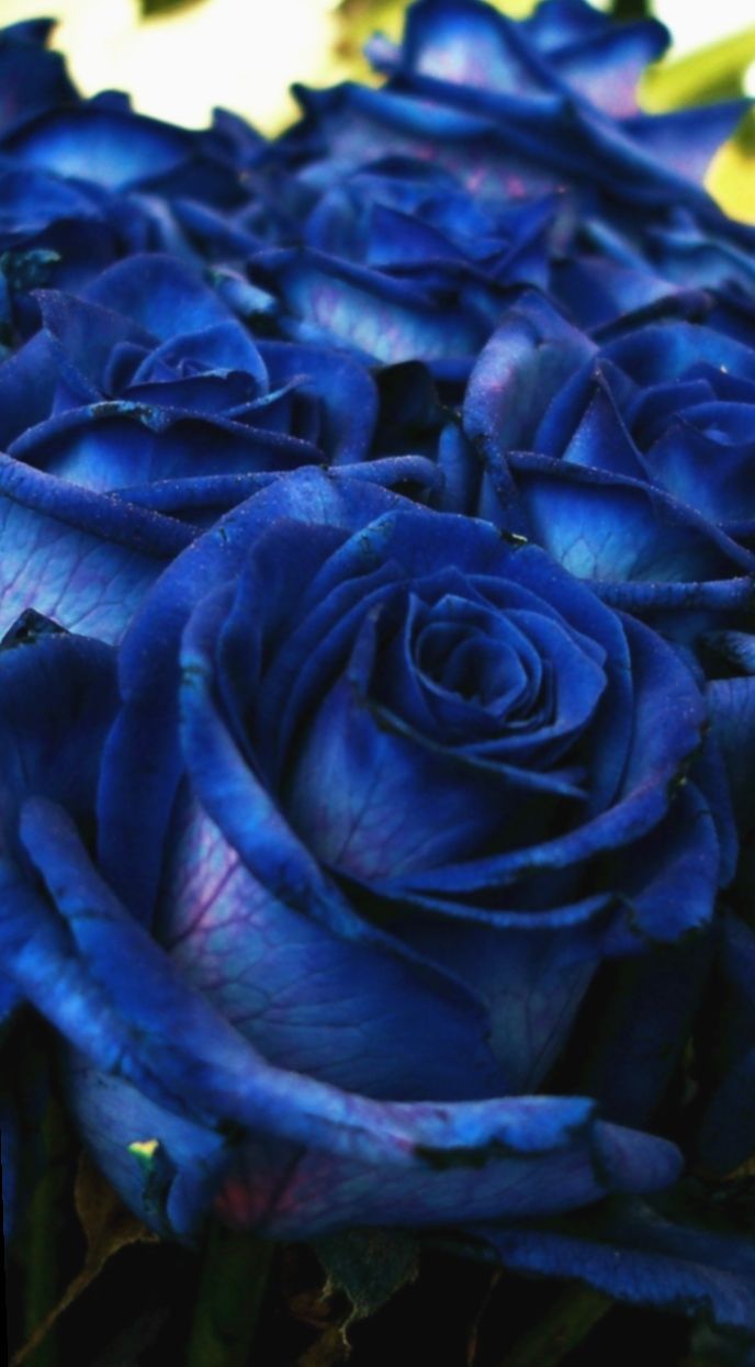 Wallpaper Blue Roses Wall Papers #Lion #nature #Photo in 2020