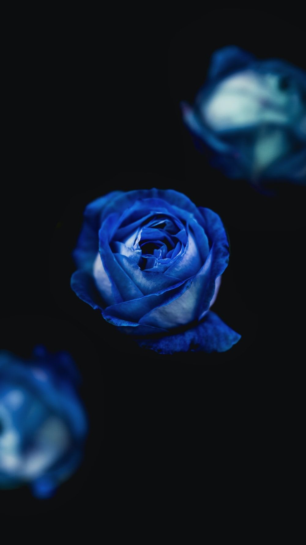 Blue Roses Picture [HD]. Download Free Image