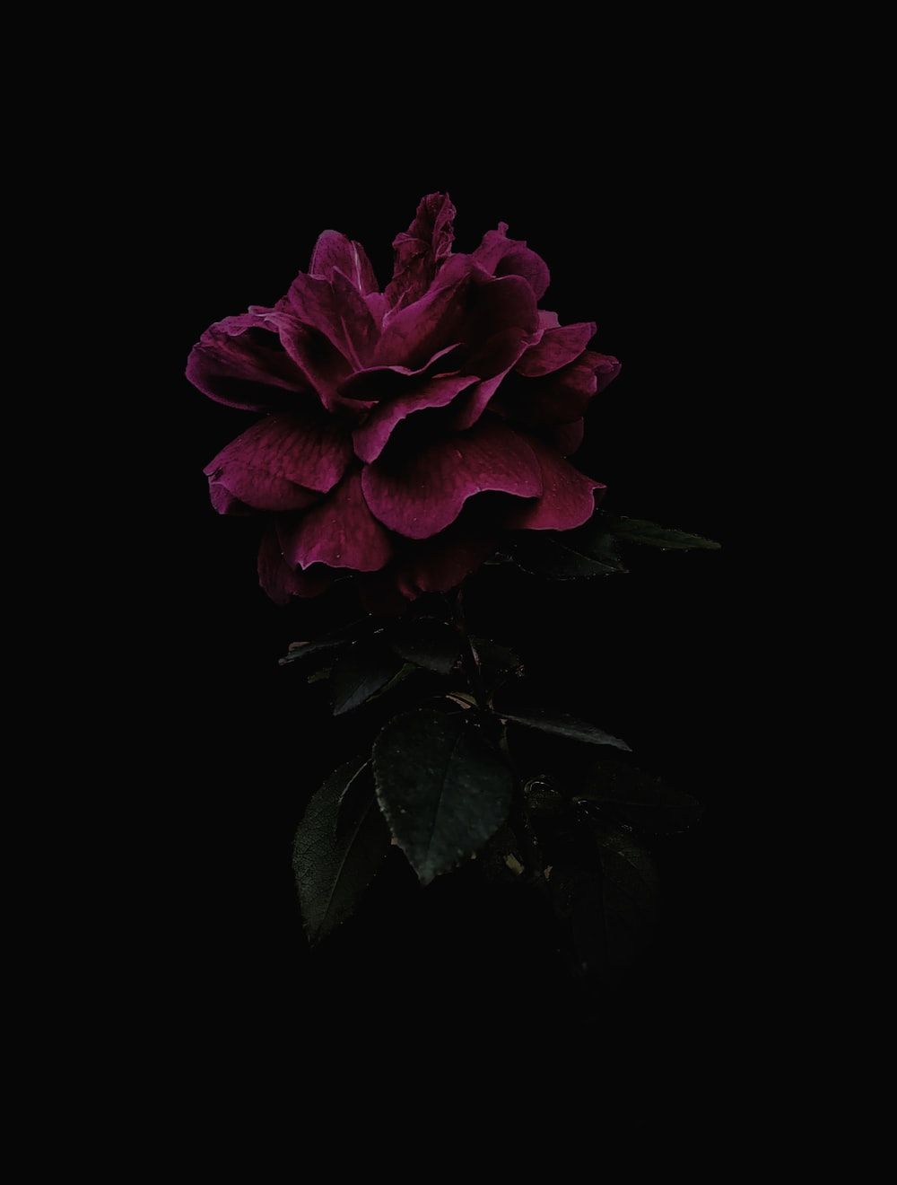 Rose In Black Background Picture. Download Free Image