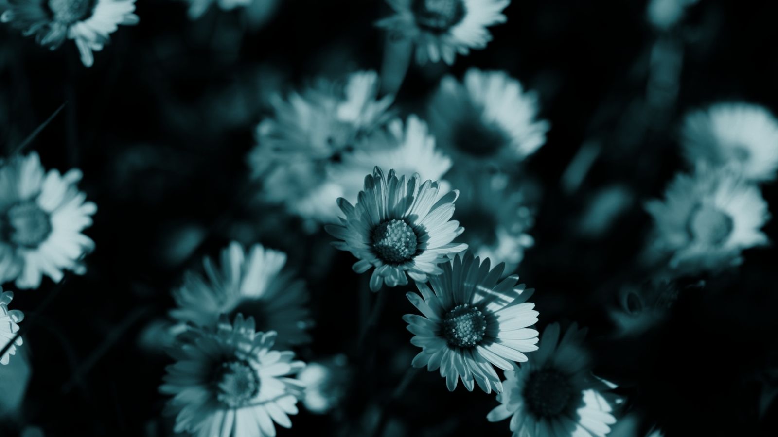 Free download dark flowers monochrome HD wallpaper background