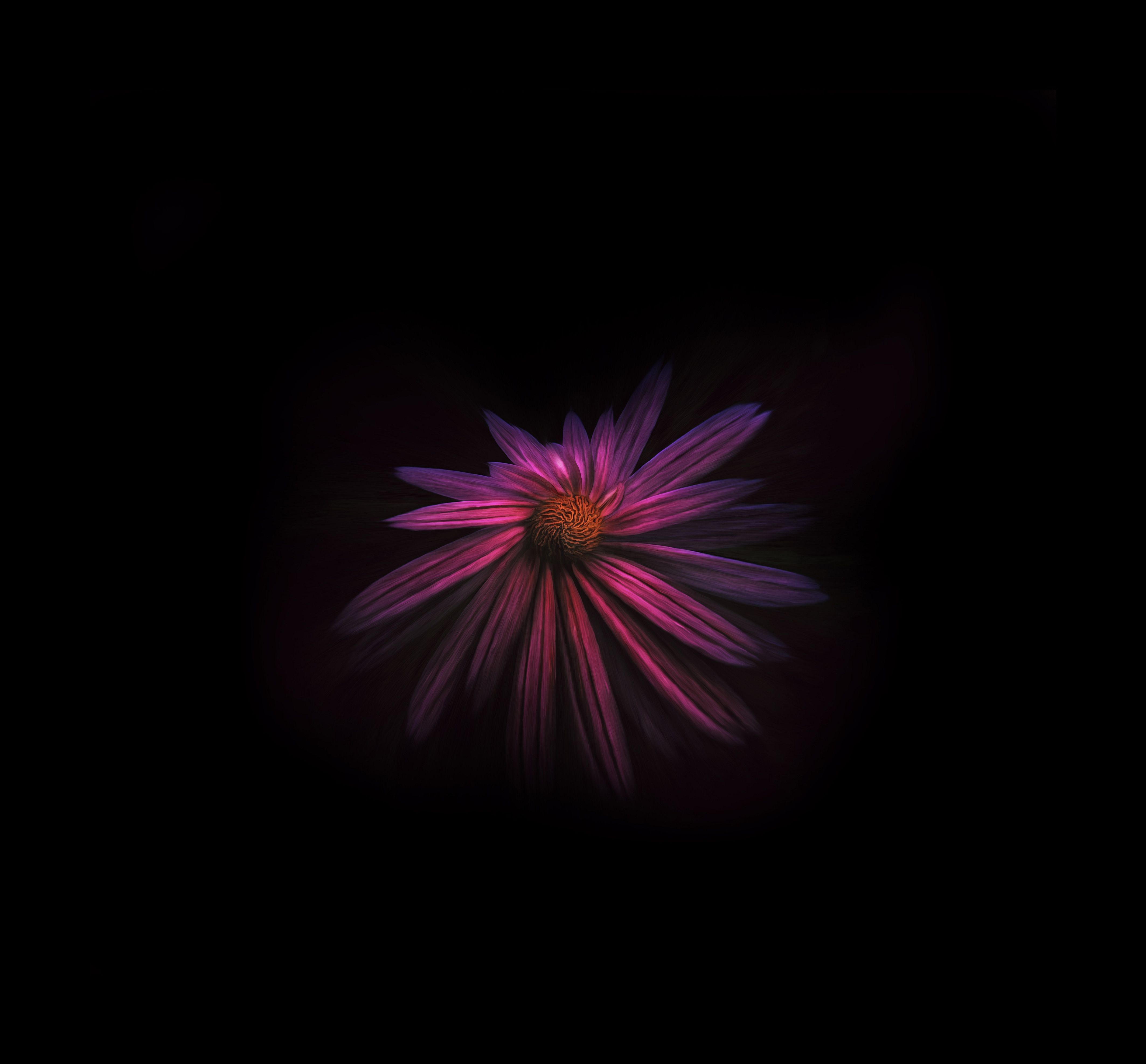 Flower Dark Background 4k Laptop Full HD 1080P HD 4k