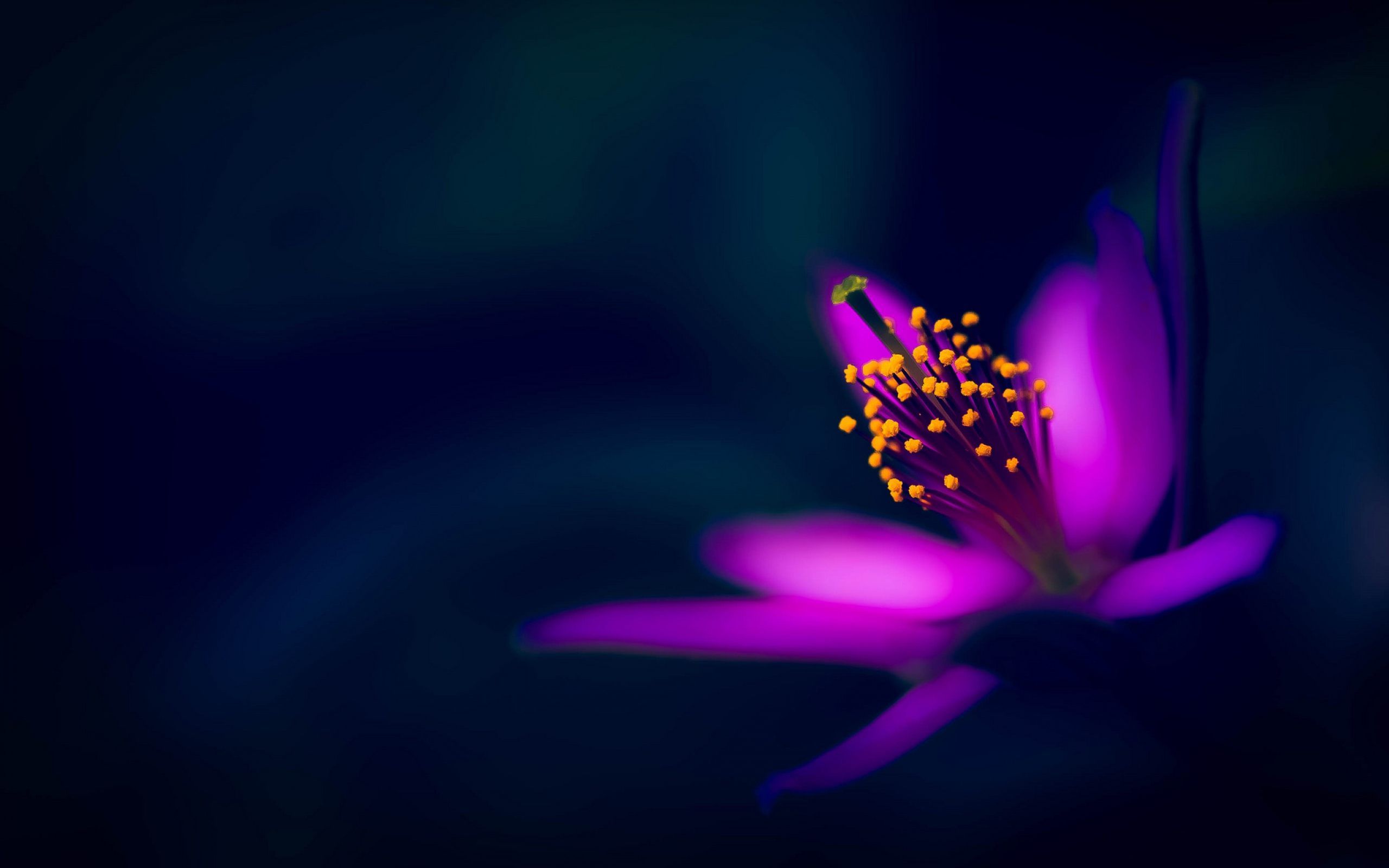 Free download Wallpaper Purple Flower Image Dark Flower