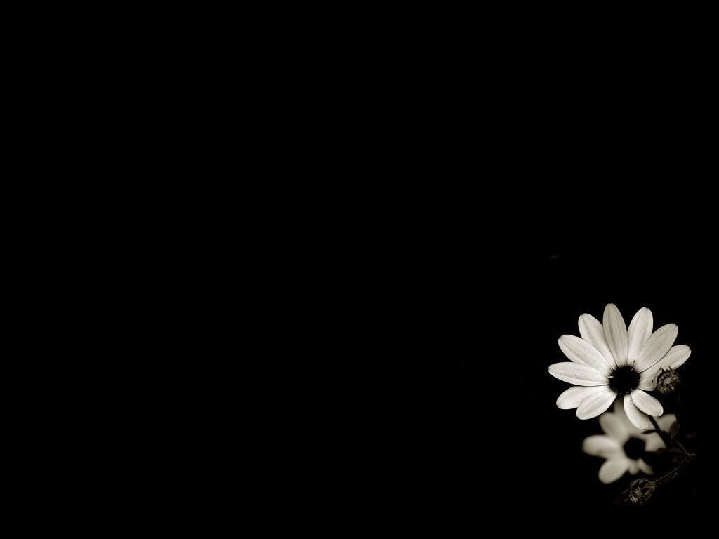 Flowers with Black Background  100 best free black flower petal and  dark photos on Unsplash