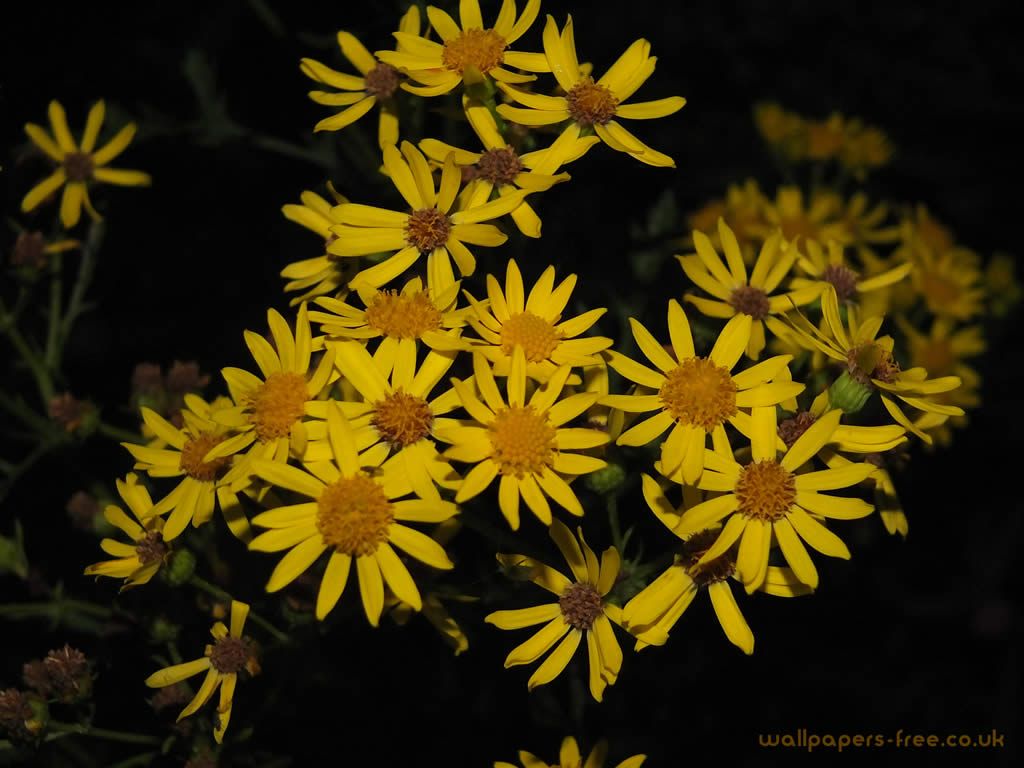 Yellow Flowers In The Dark And Plants Wallpaper
