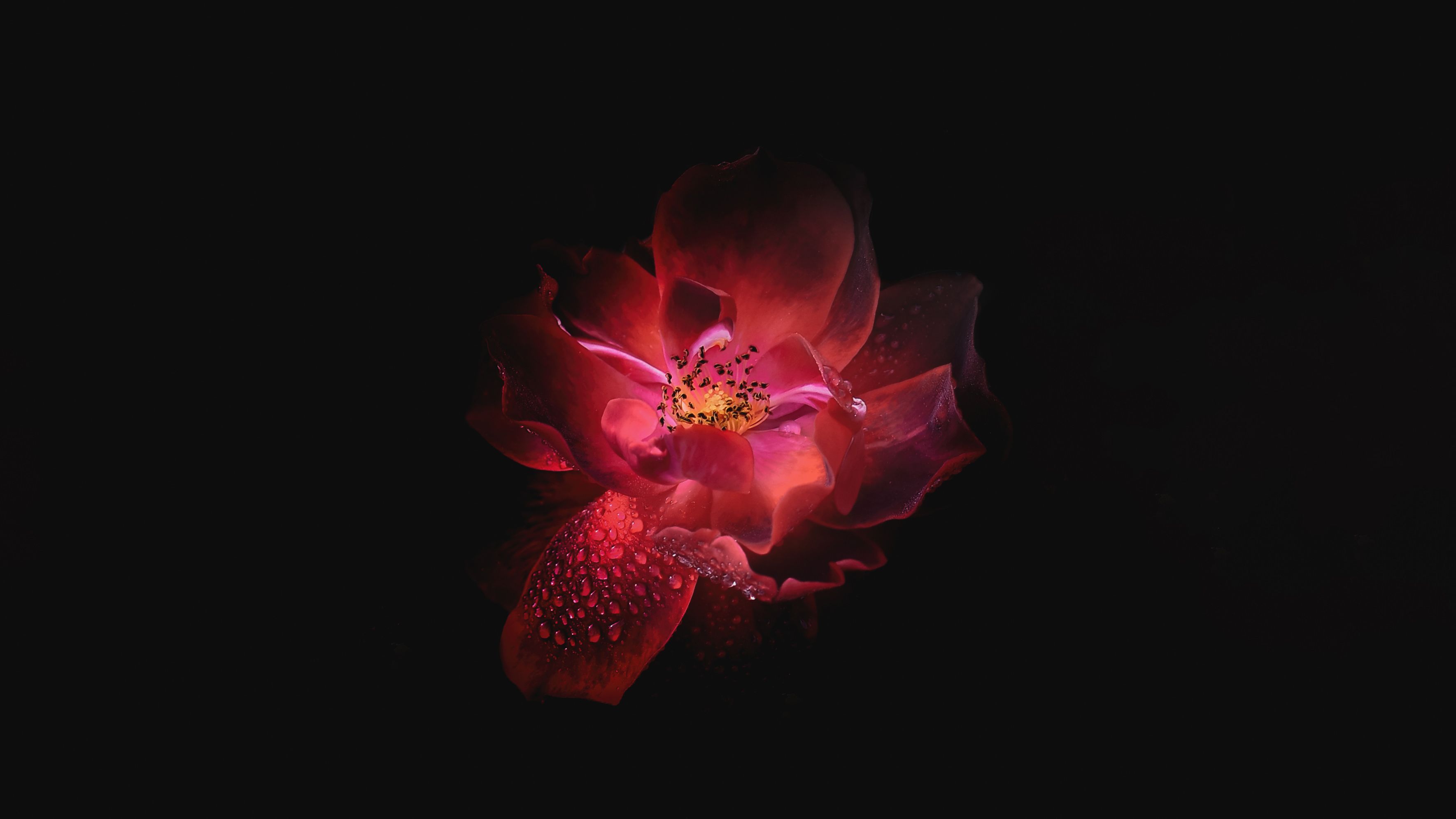 Wallpaper Red flower, Dark background, 4K, Flowers