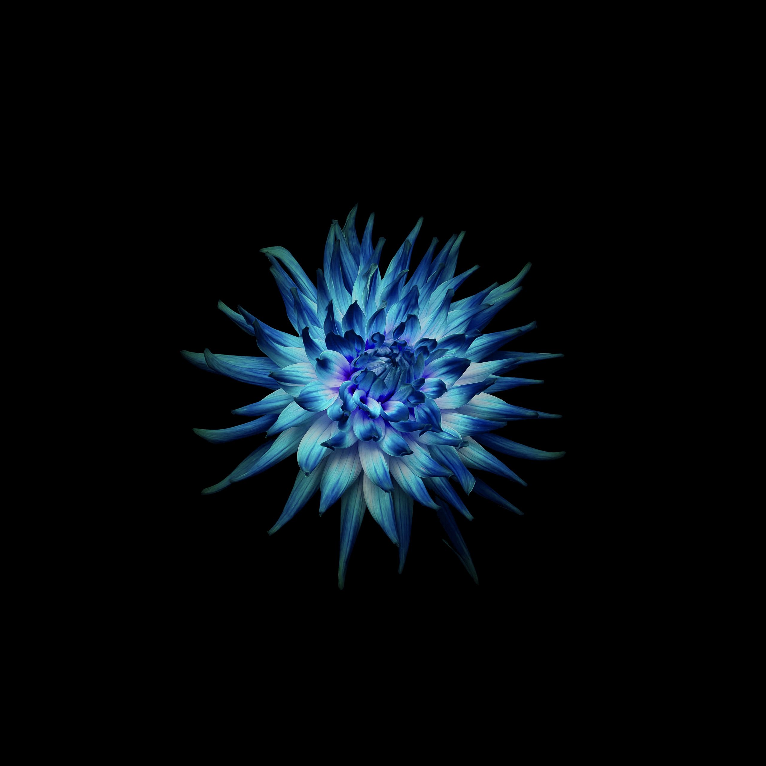 Wallpaper Blue flower, Dark background, Black, Huawei Mate 10