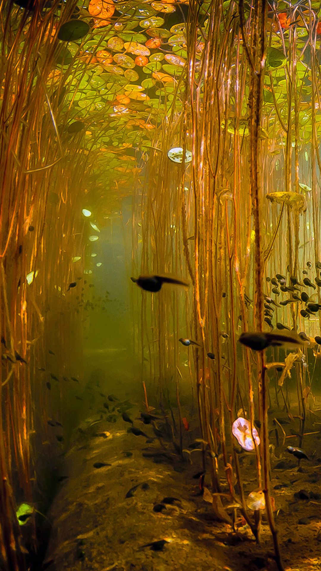 Water Tadpoles Underwater iPhone 8 Wallpaper Free Download