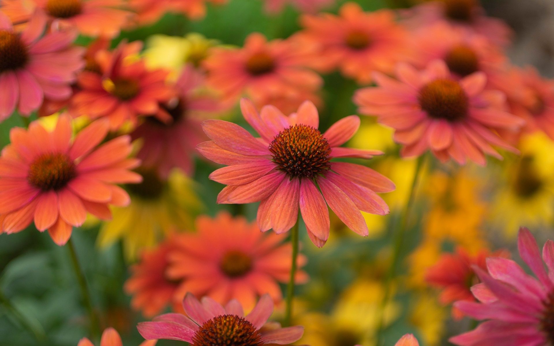 Wallpaper Many red echinacea flowers 1920x1200 HD Picture, Image