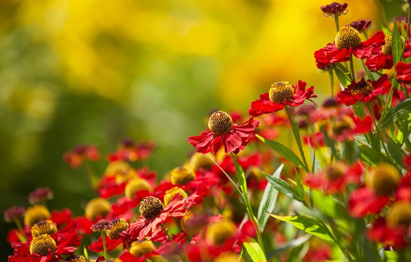 Wallpaper summer, flowers, nature, Echinacea image for desktop