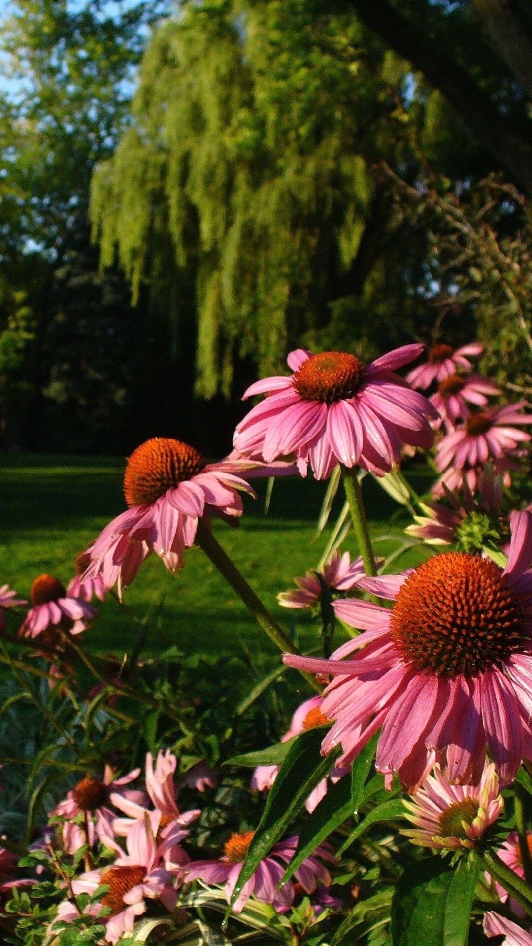 Echinacea Flowers, Garden 1080x1920 IPhone 8 7 6 6S Plus Wallpaper