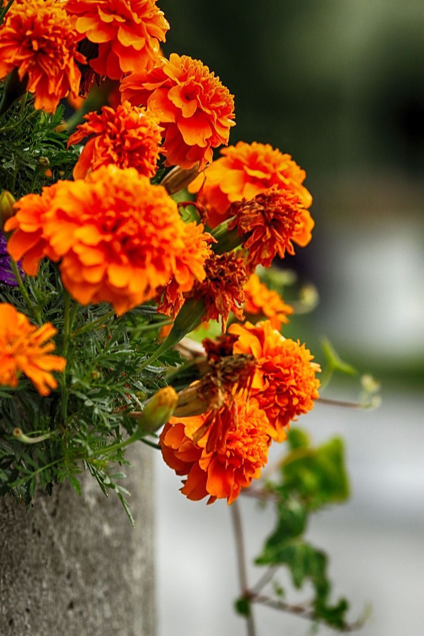 Beautifull Orange flower wallpaper for mobile#beautifull #flower