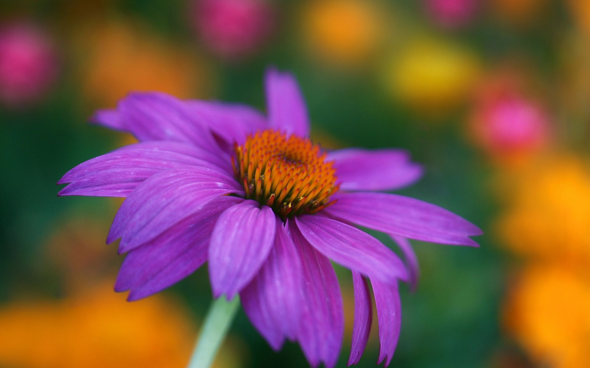 Coneflower Wallpaper. Coneflower