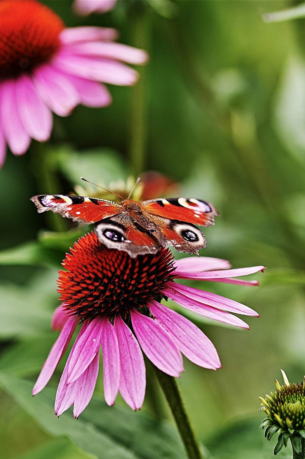 Peacock Butterfly Portrait Paper Print, Echinacea, Professional