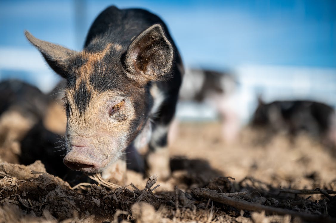 Black and White Pig on Brown Soil · Free