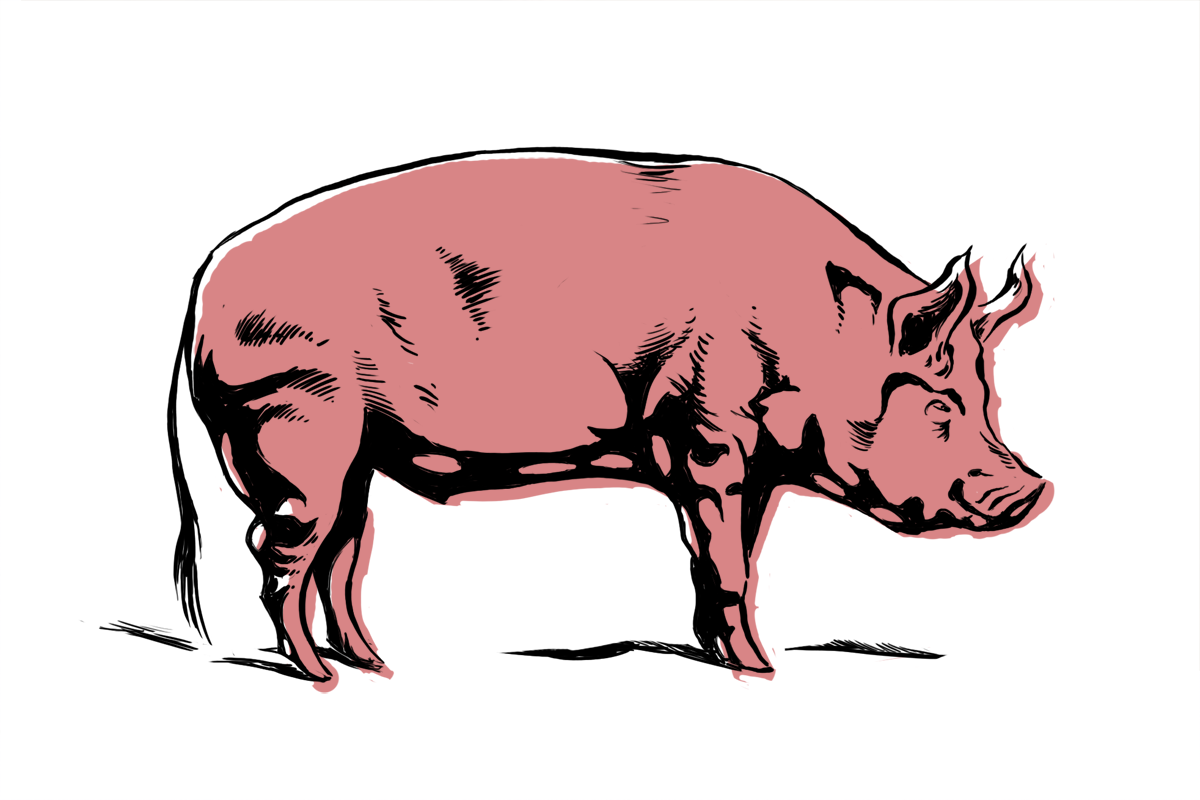 Free Pig Cartoon, Download Free