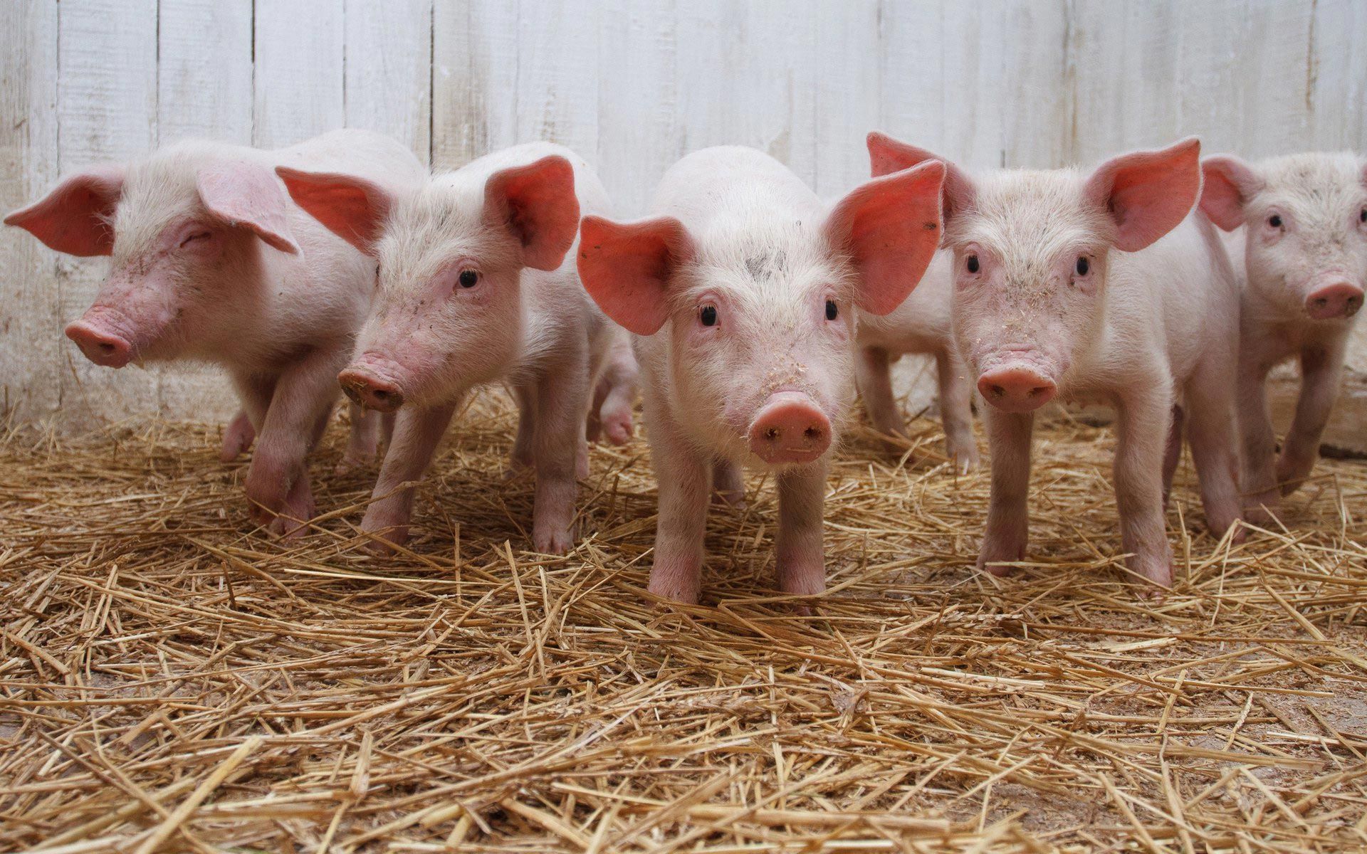 picture of pigs. Pigs. Wallpaper Feed. Baby pigs, Animal
