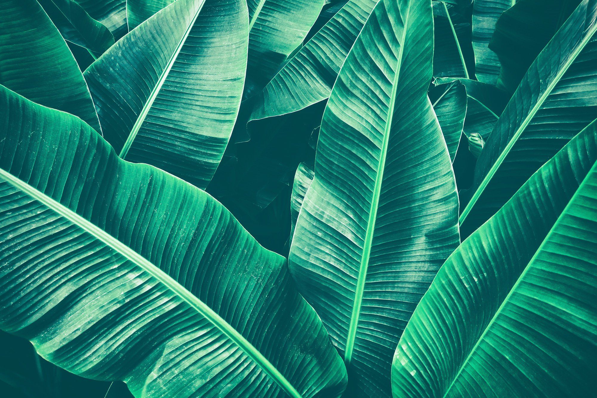Banana Leaf Wallpaper For Desktop