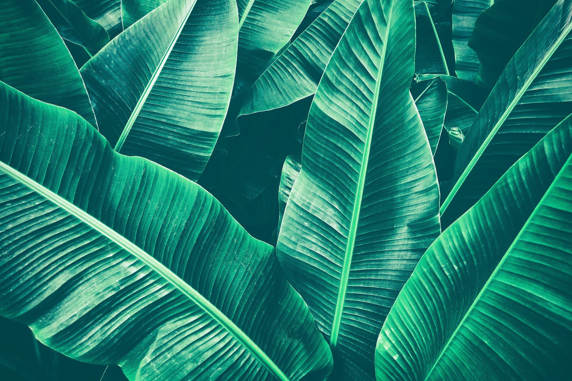 Banana Leaf Wallpapers Wallpaper Cave