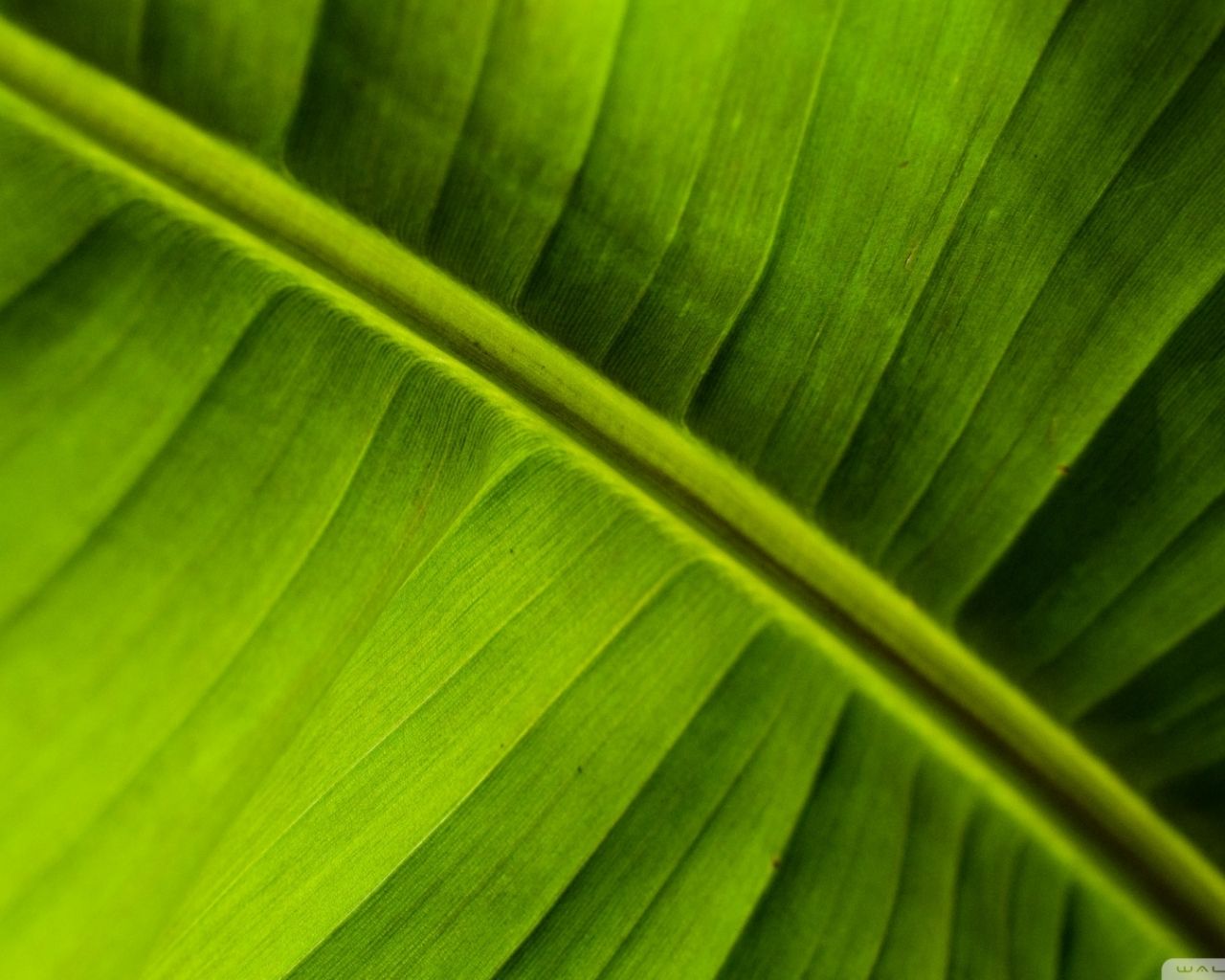 Free download Banana Leaf Wallpaper 1920x1080 Banana Leaf