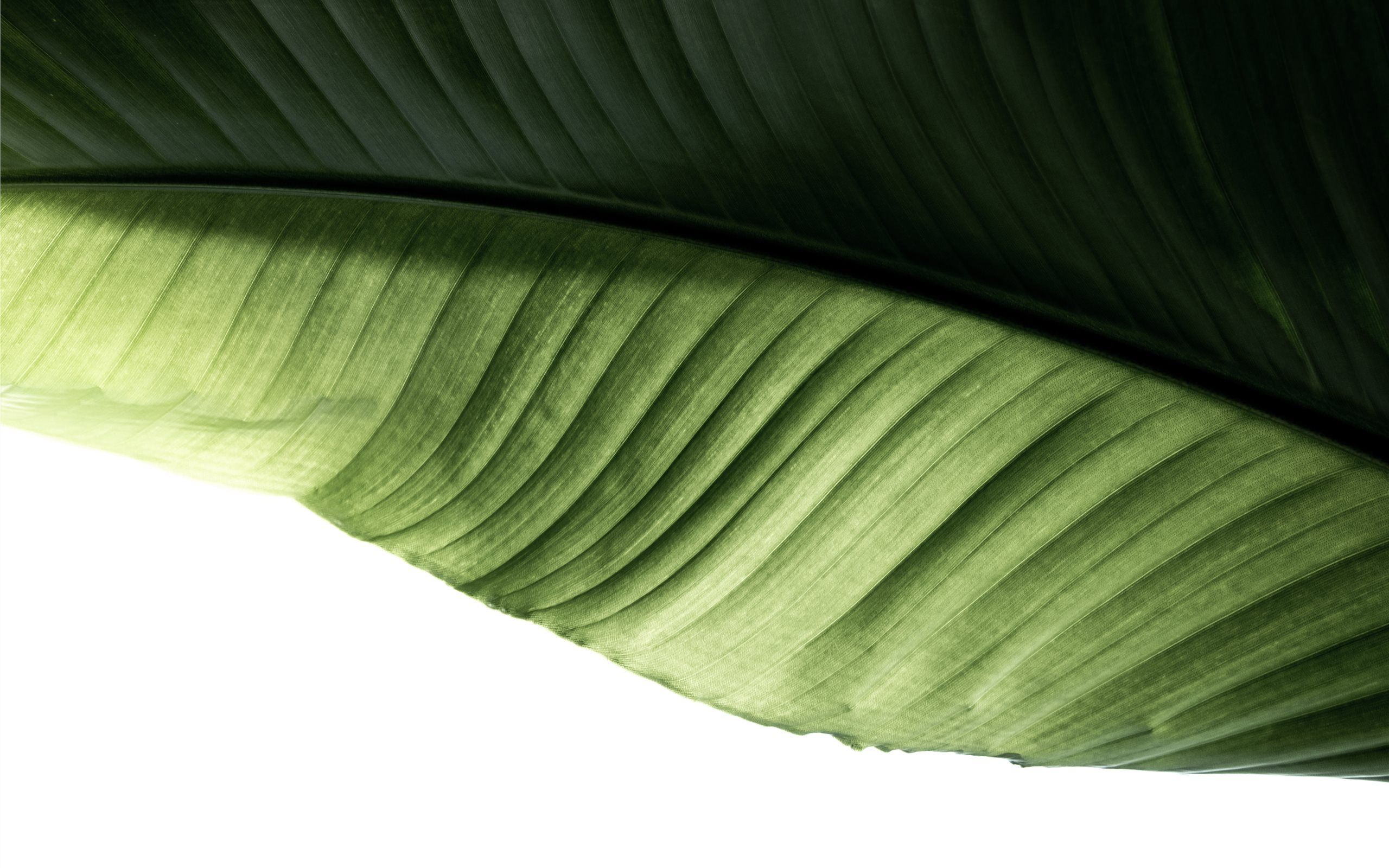 green banana leaf MacBook Air Wallpaper Download