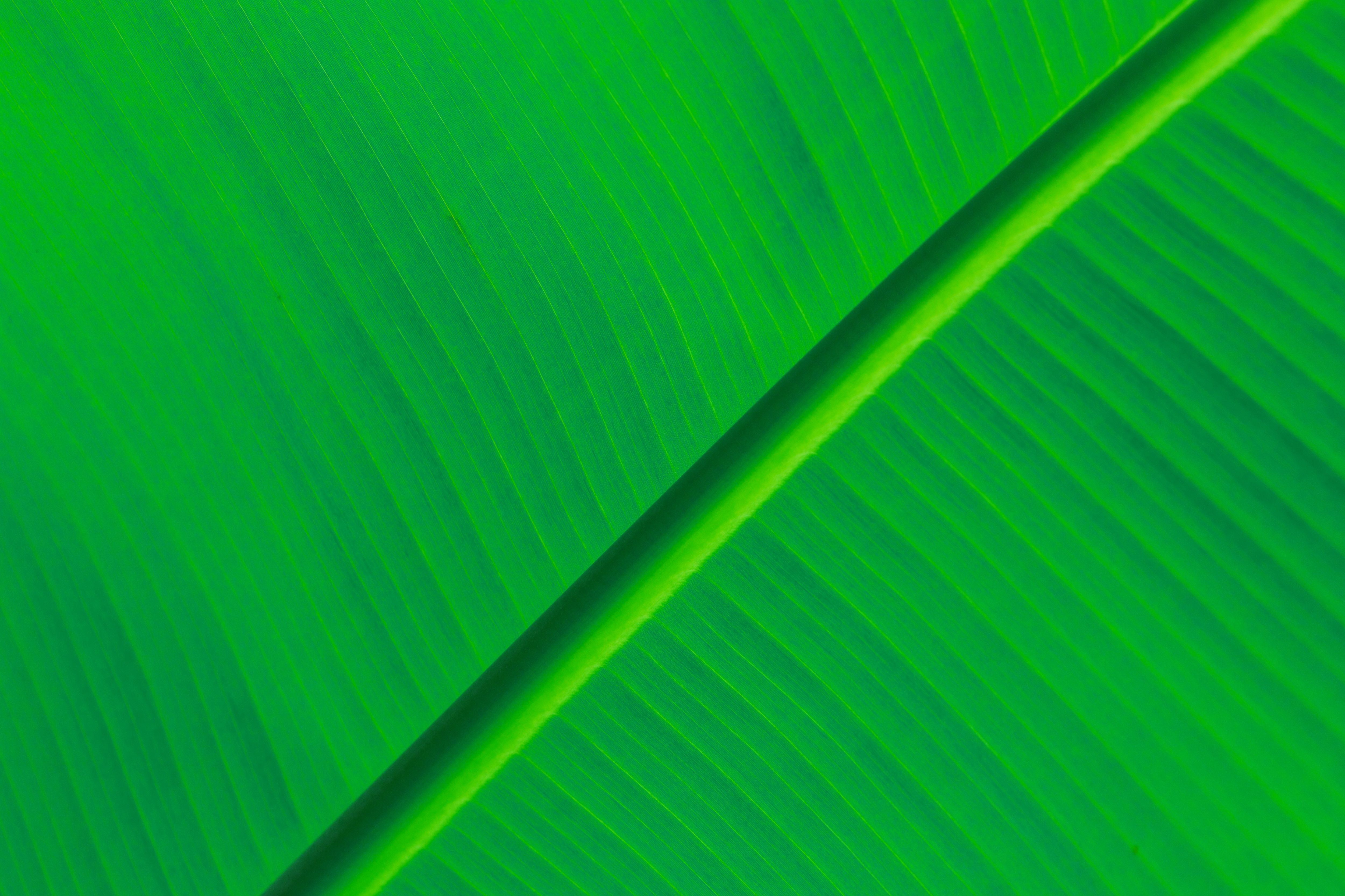 Hd Green Leaf Background Leaf Background HD