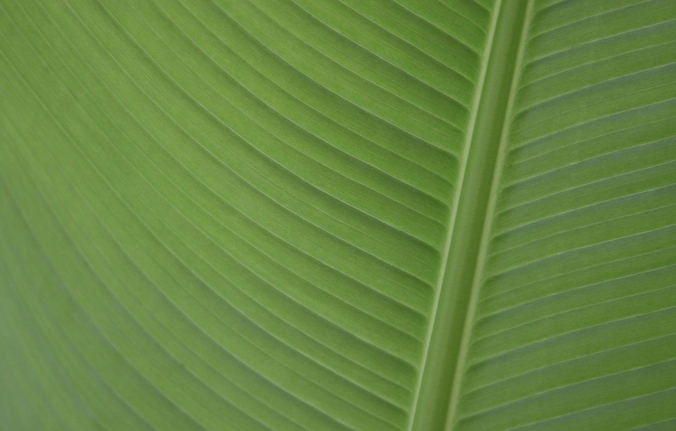 Wallpaper banana, Leaf, banana leaf, palmengarten image