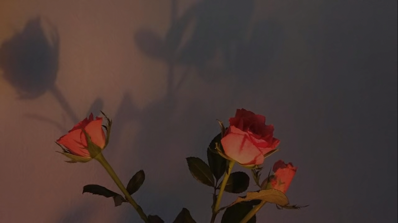 Aesthetic Roses Laptop Wallpapers Wallpaper Cave