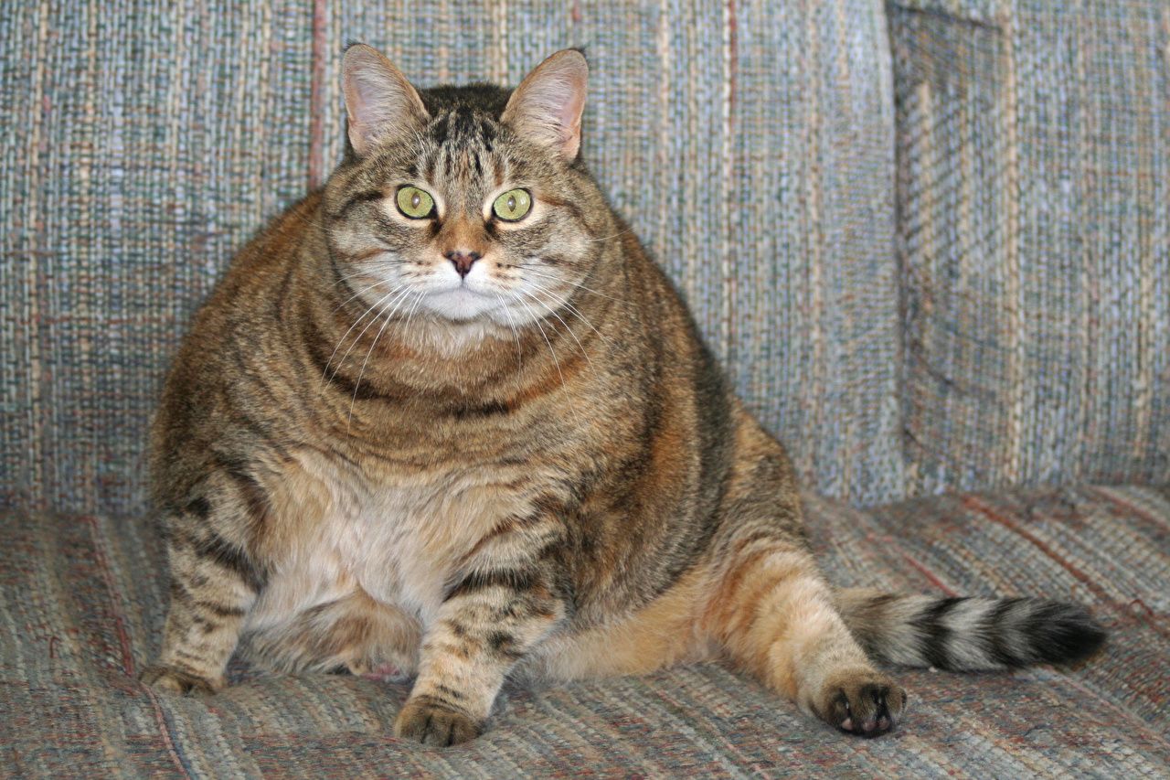 fat orange tabby cat
