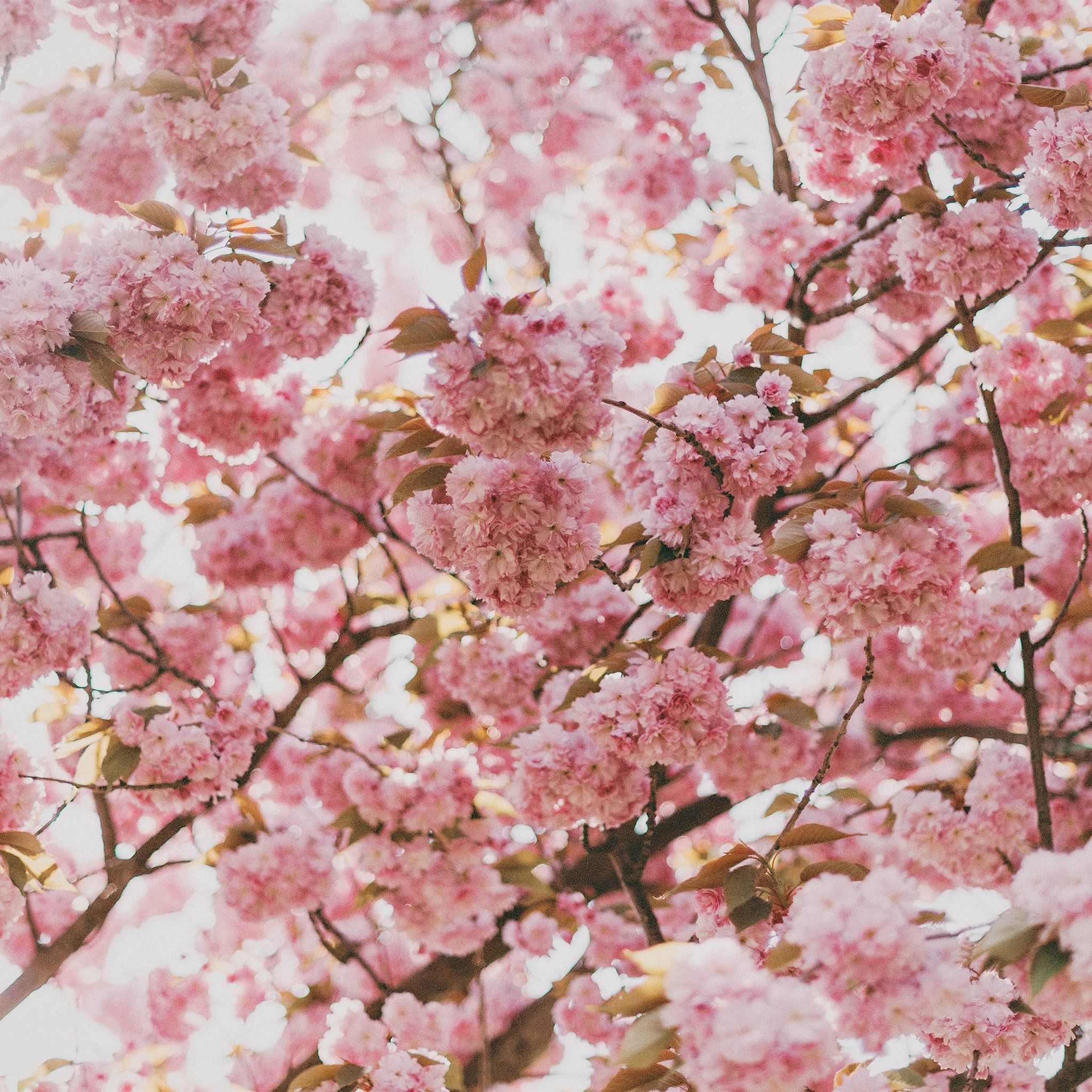 Spring Flower Pink Blossom Bokeh Nature iPad Air Wallpaper Free