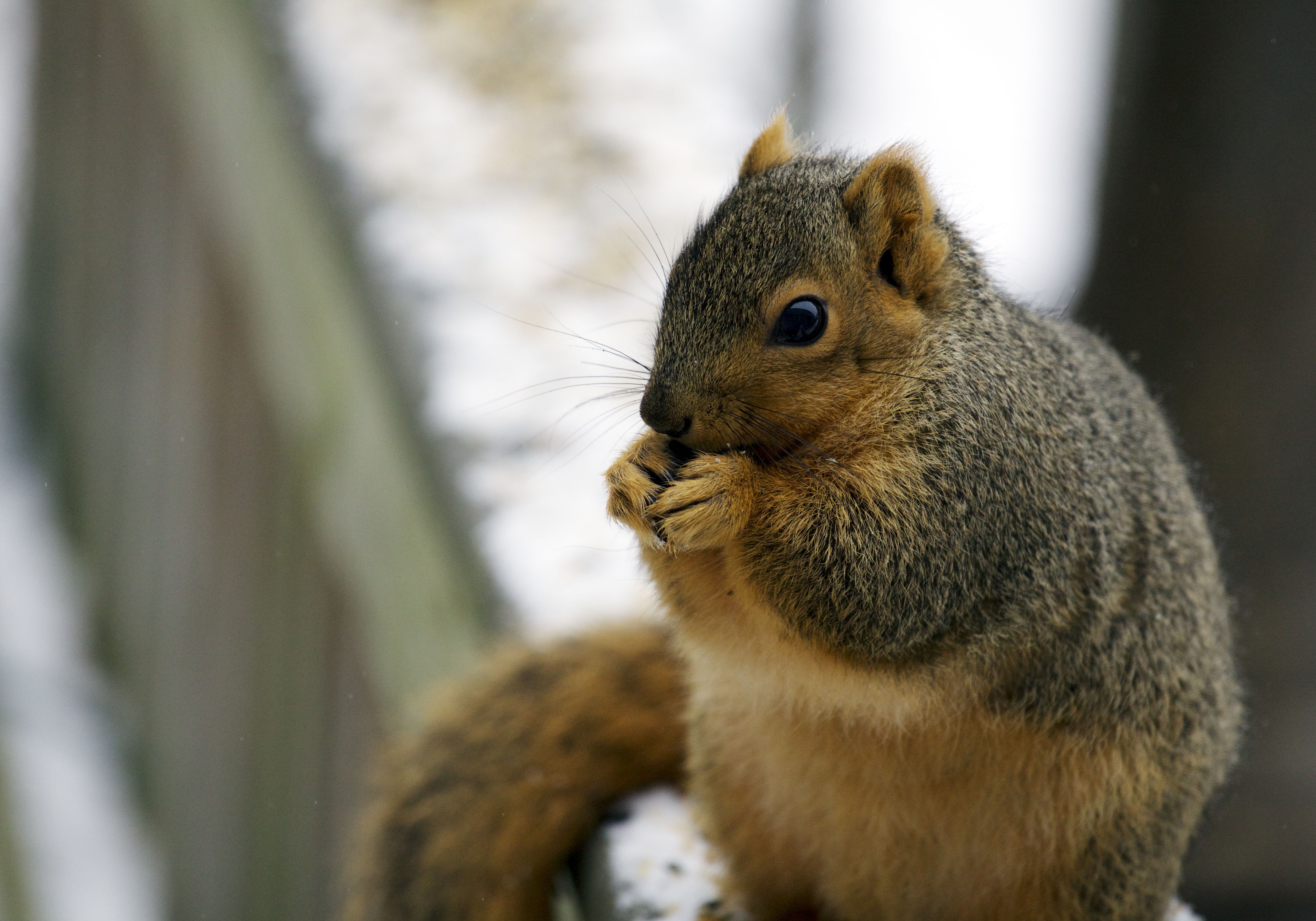Download wallpaper 4927x3449 squirrel, eat, fat, animal HD background