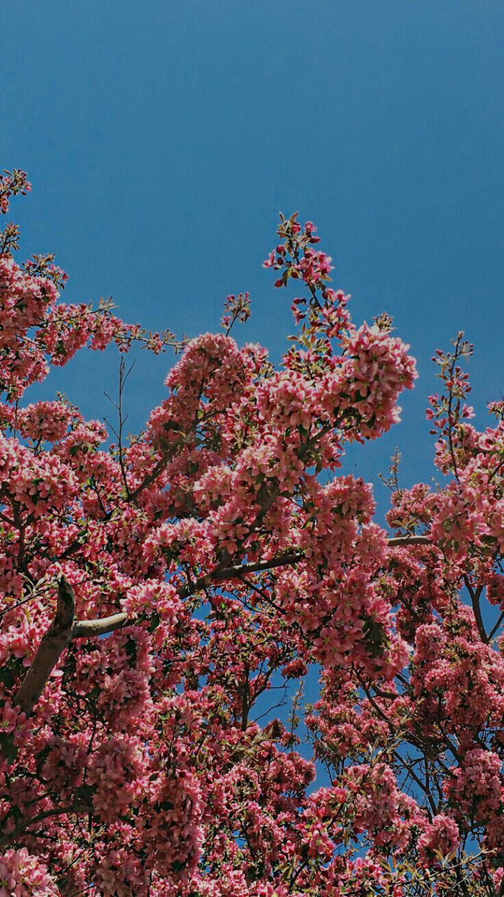 spring cherry blossoms #flower. iPhone wallpaper vintage, Flower