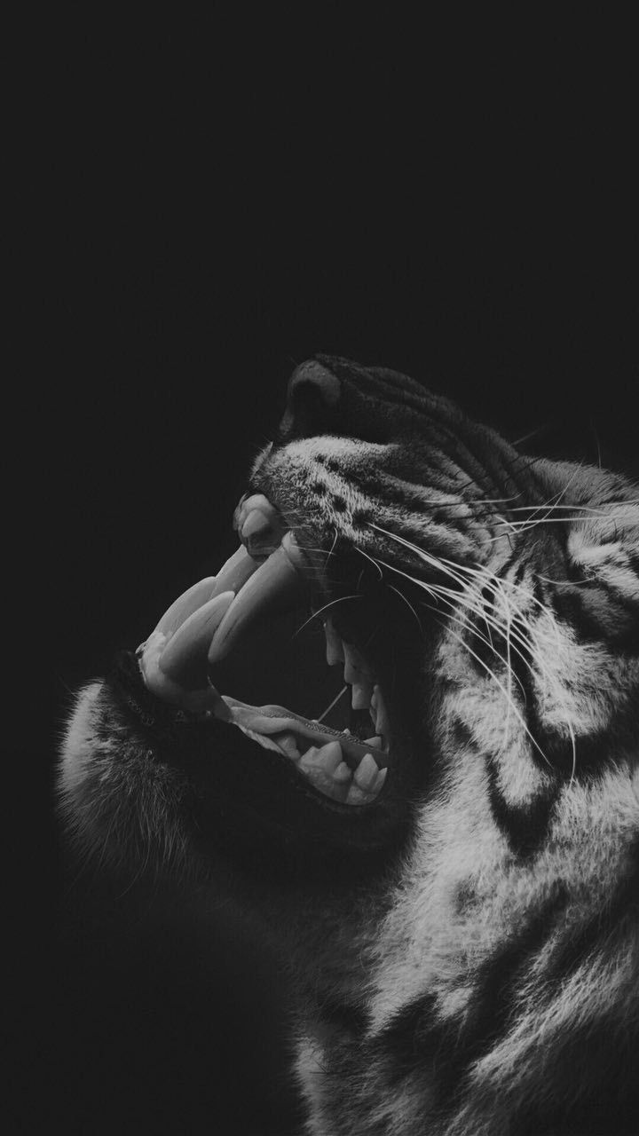Black And White Tiger Background Picture в 2020 г. Кошачьи