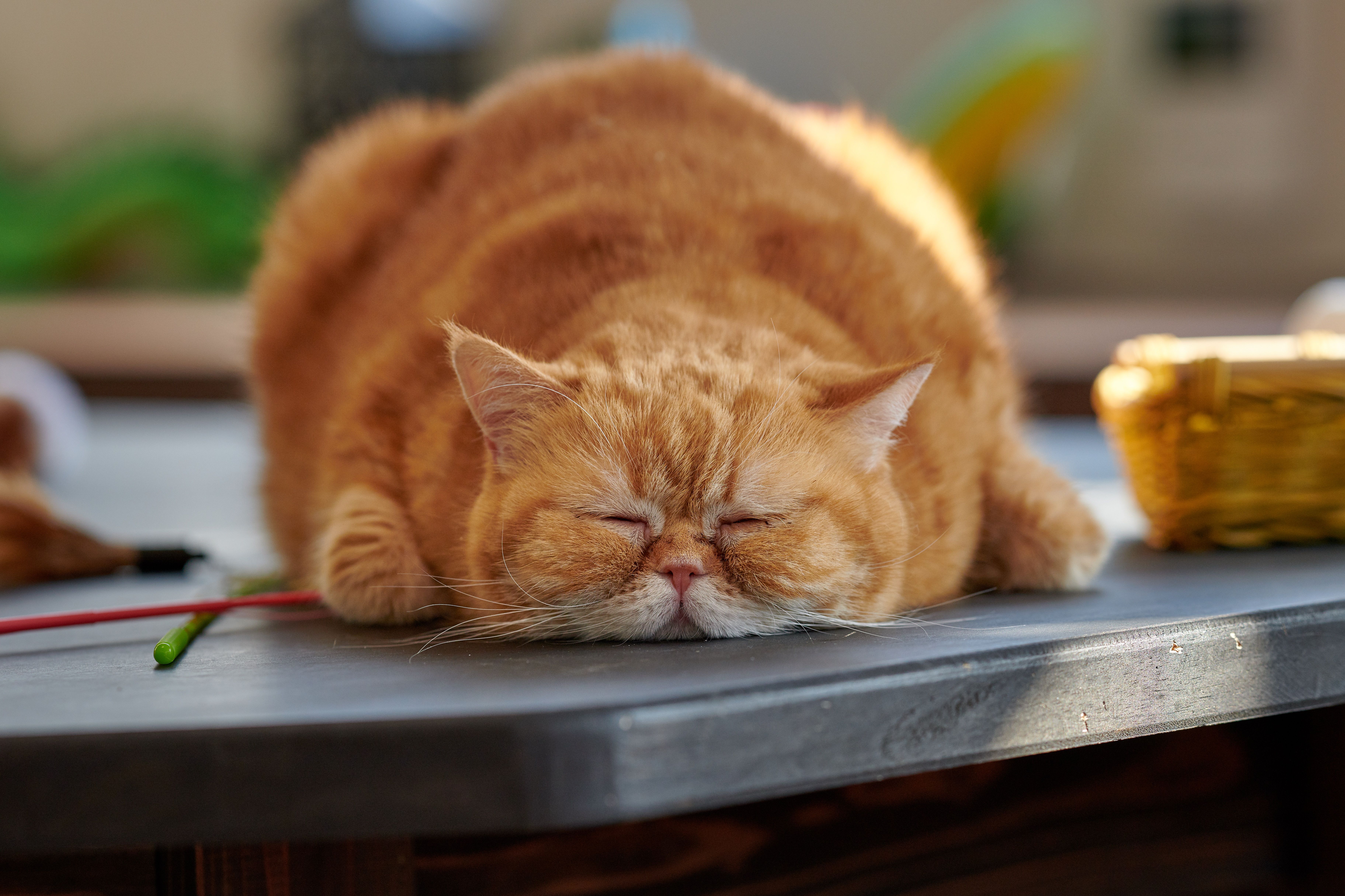 Desktop Wallpaper Cats Fat sleeping red orange Animals 7295x4863