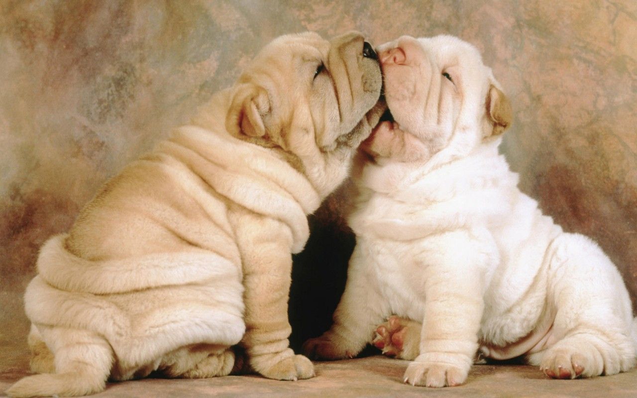 Fat Shar Pei Puppies, animals wallpaper. Fat Shar Pei Puppies