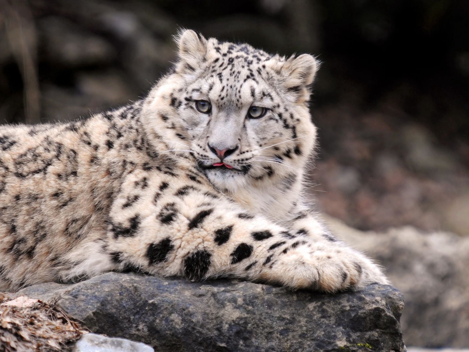 Download wallpaper 1600x1200 snow leopard, down, fat, predator