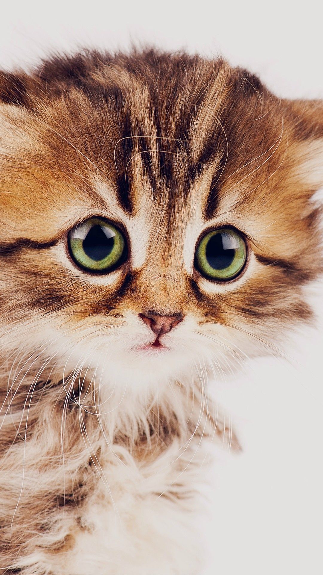 Sad Kitten Cat Animal Nature Cute iPhone Wallpaper Animal