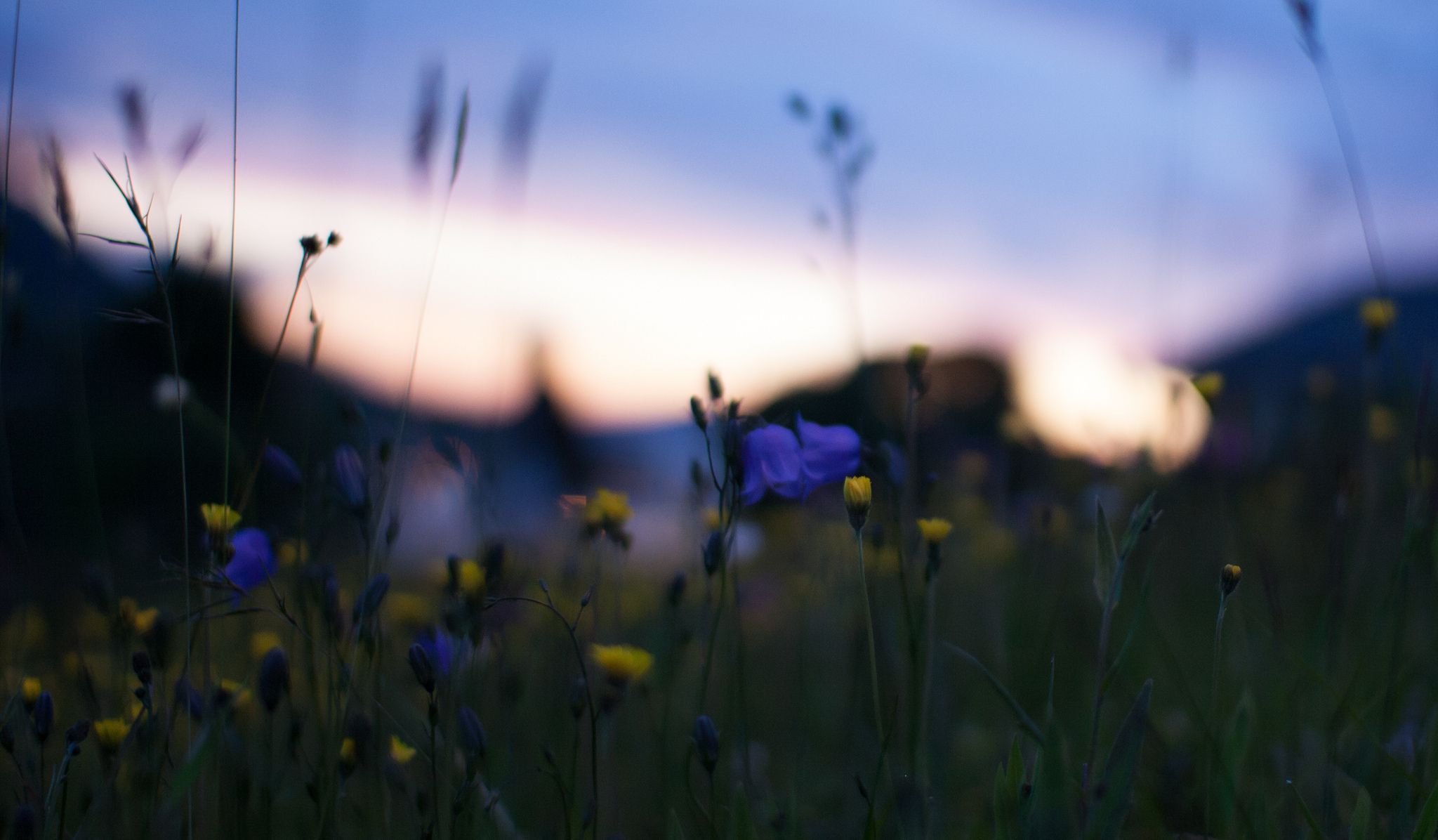field, Yellow, Blue, Flowers, Macro, Blur, Glare, Night, Sunset