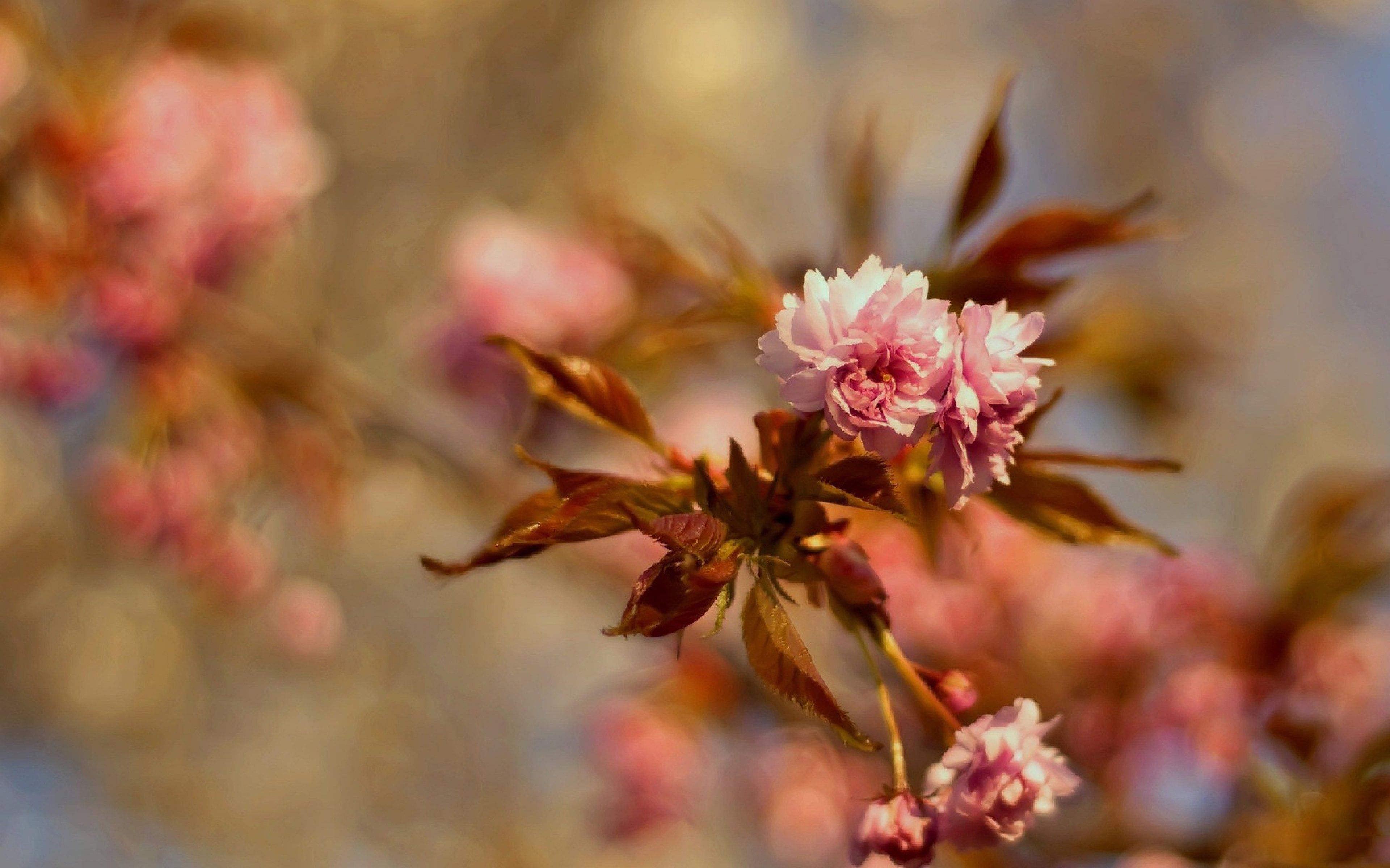 Beauty bloom blur bokeh branch cherry blossom flower flowers focus