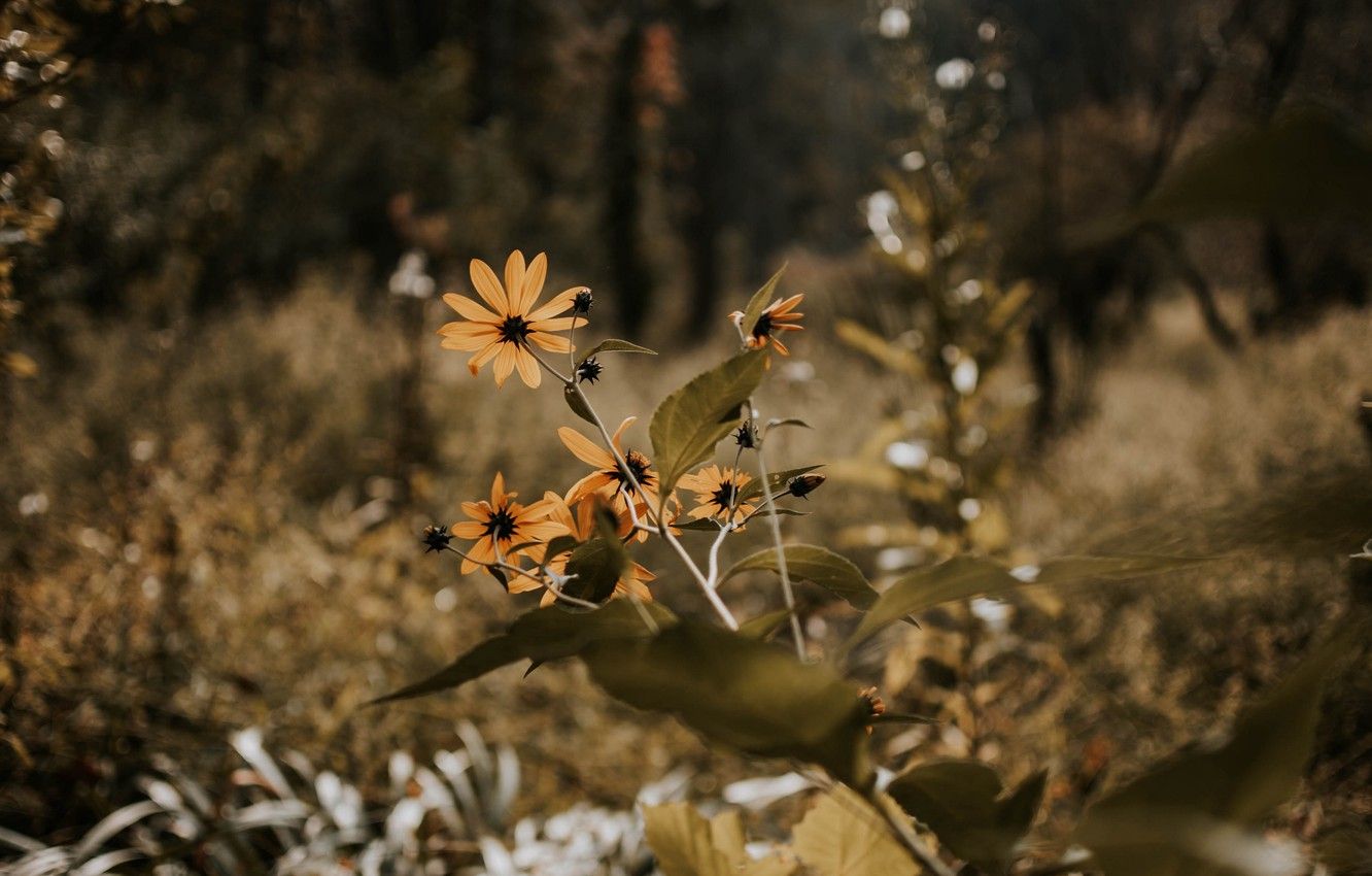 Wallpaper wallpaper, grass, nature, flowers, autumn, landscapes