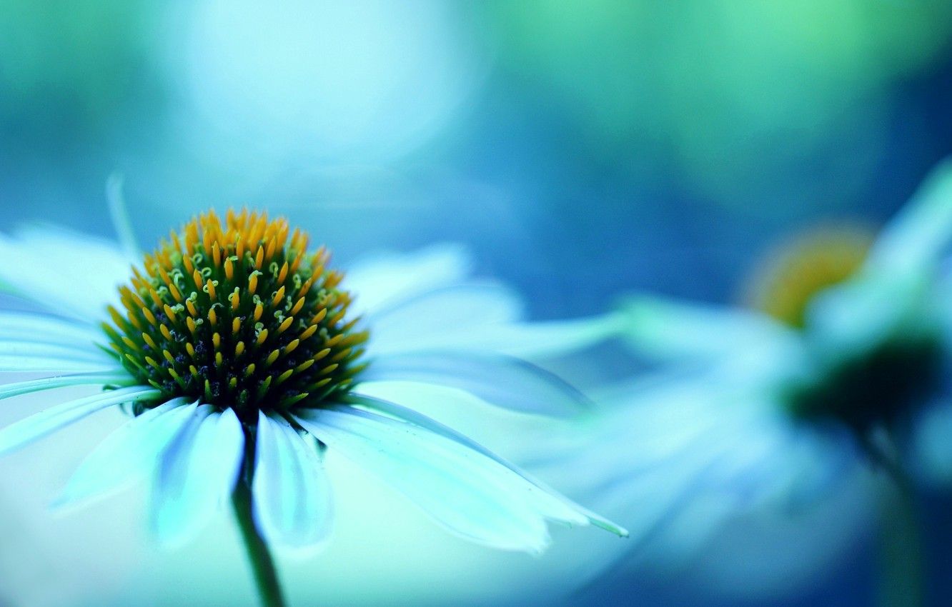 Wallpaper flower, macro, flowers, background, blue, widescreen
