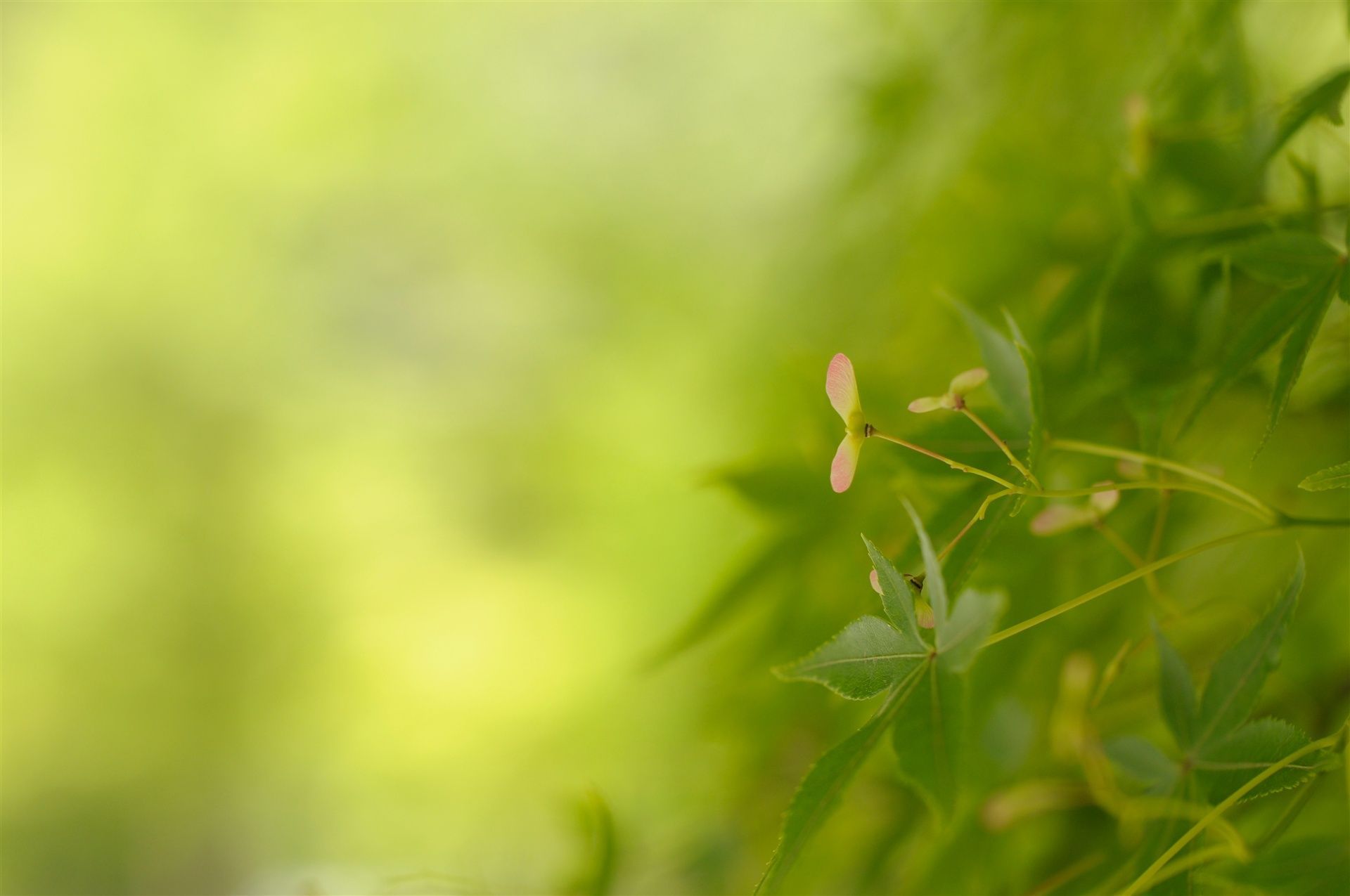 background, #macro, #plants, #nature, #leaves, #green, #color