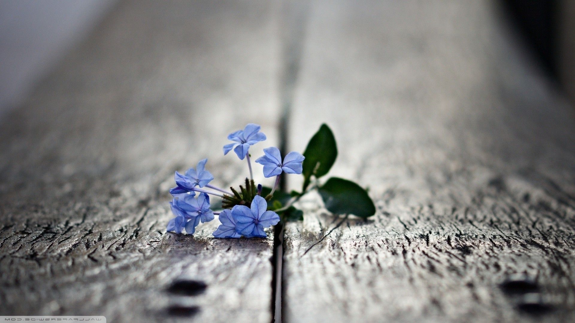 nature, Macro, Flowers, Blurred, Depth Of Field, Blue Flowers