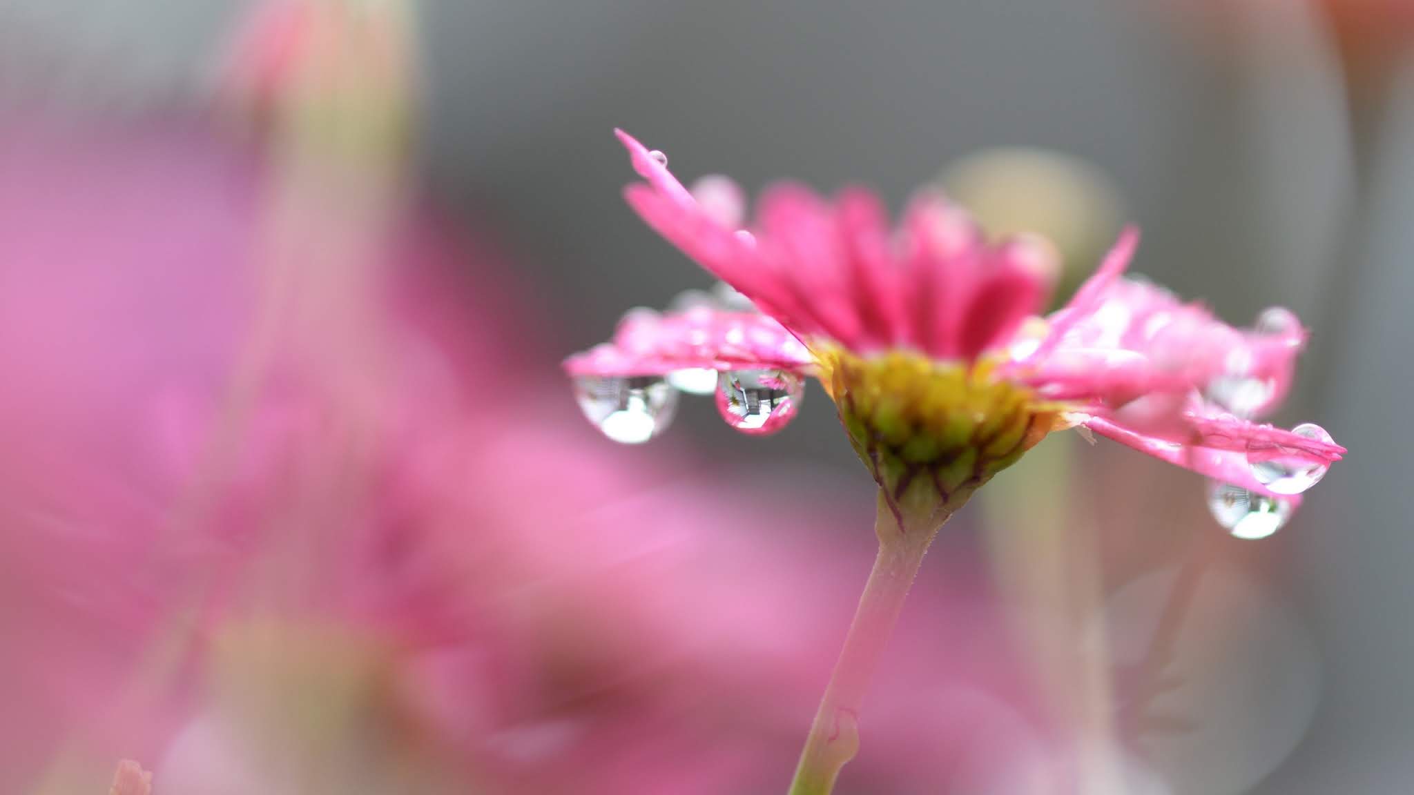 Nature, Flower, Macro, Drops, Blur, Pink