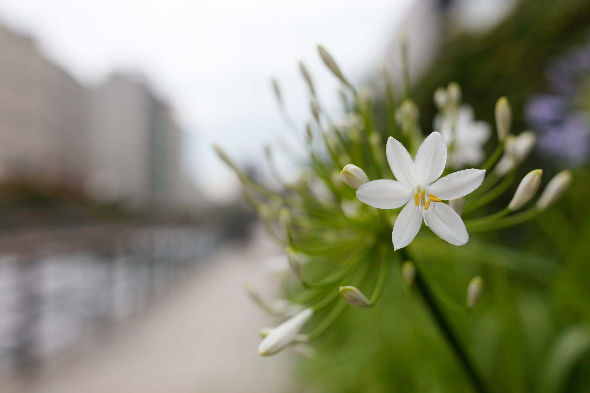 photography, Nature, White flowers, Macro, Blurred Wallpaper HD