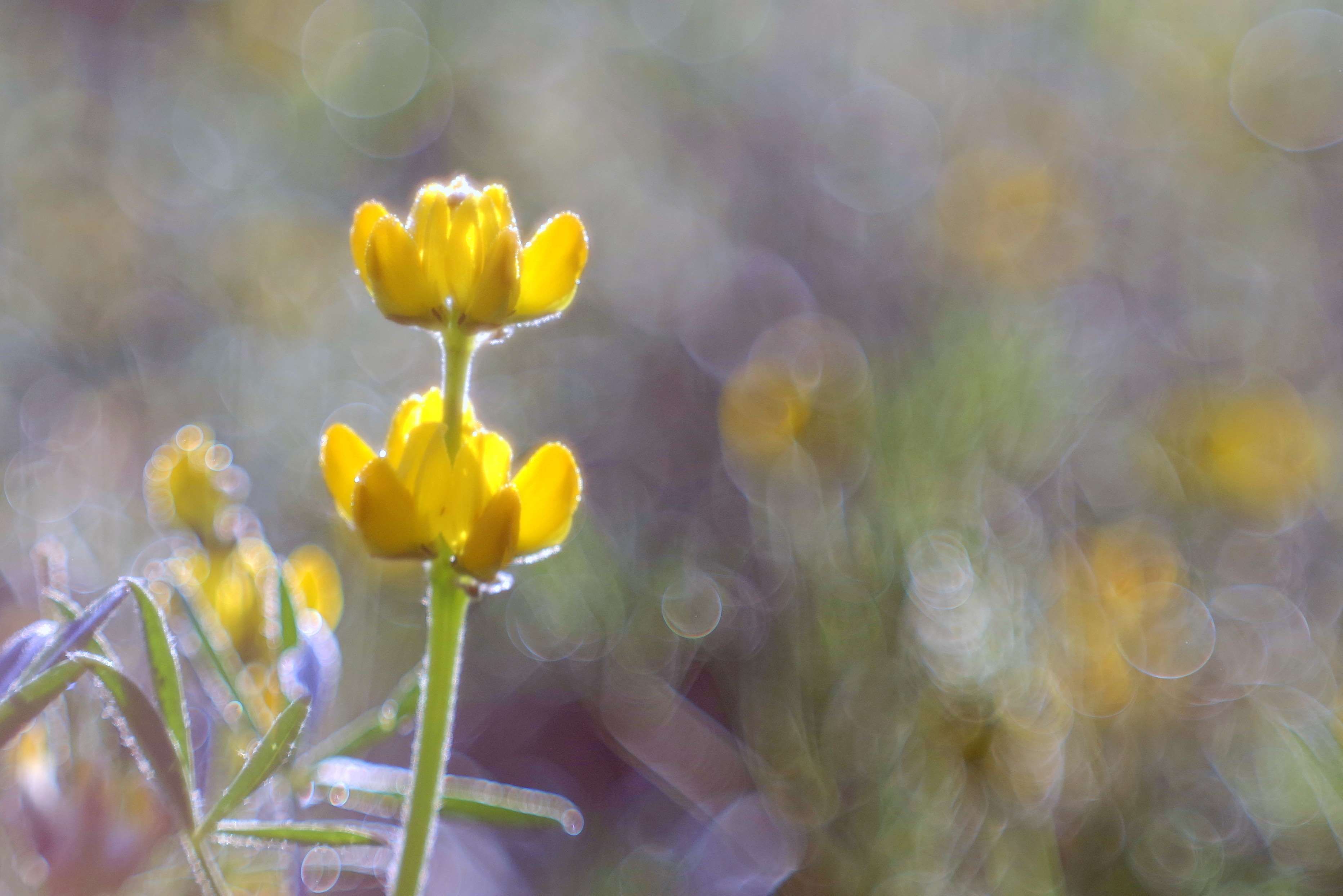 artistic #blur #bokeh #colors #flower #garden #grass #green #macro