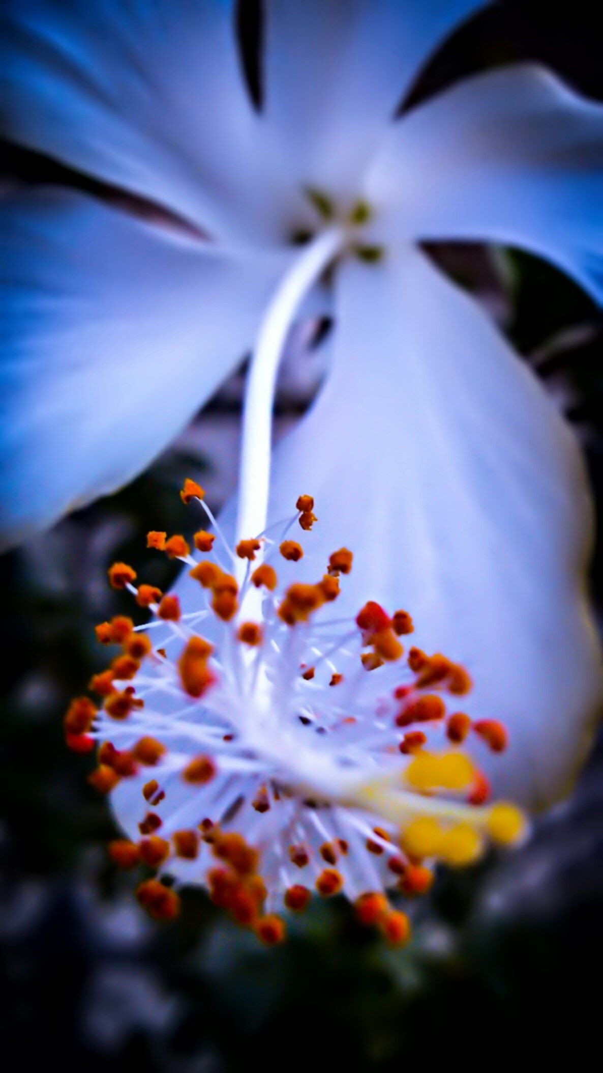 Free photo: White Hibiscus Flower in Macro Shot Photography