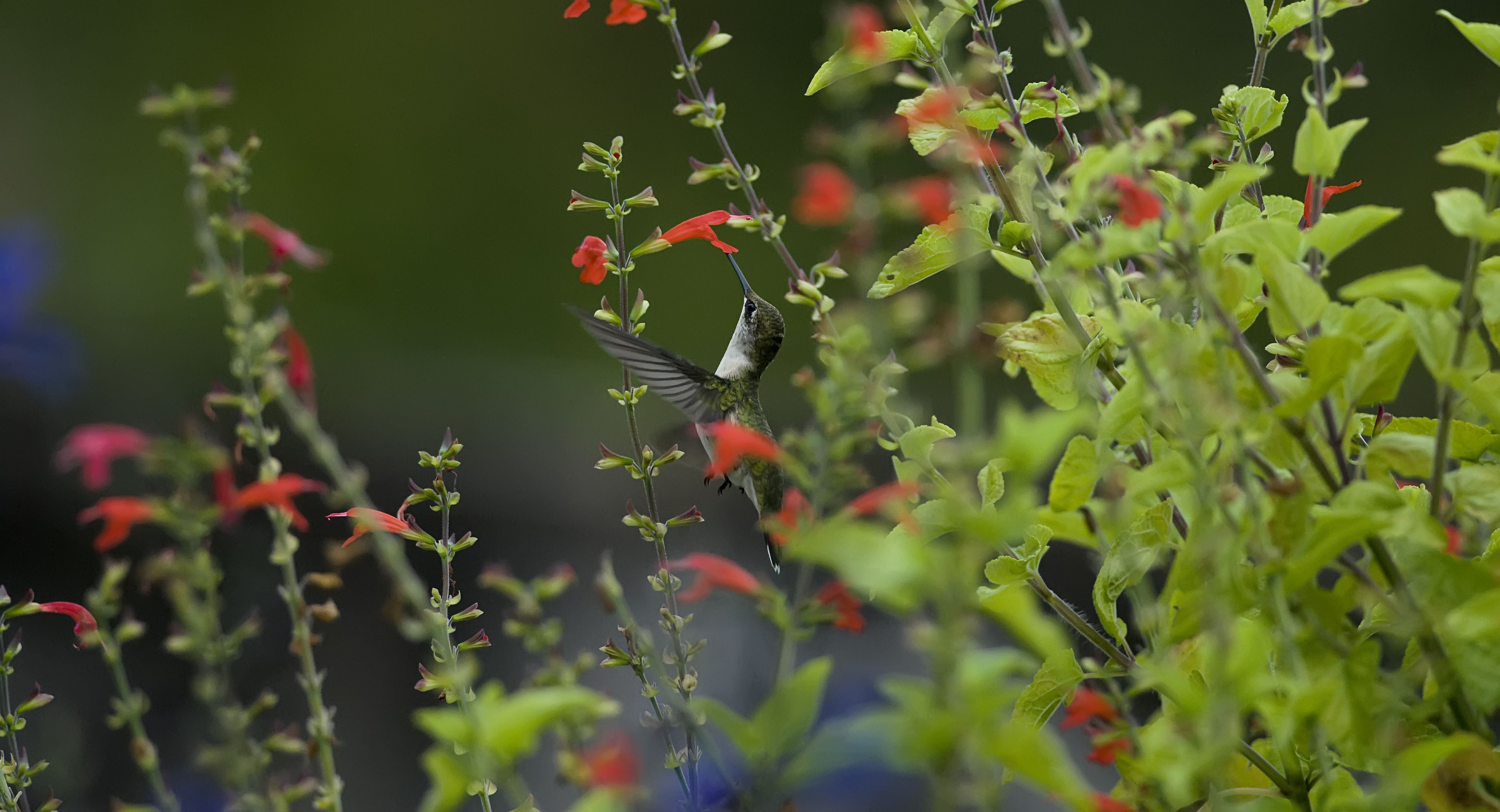 Bird hummingbird macro nature flowers greenery blurring bokeh
