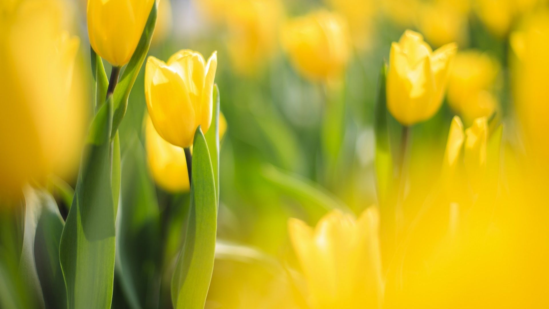 Free download spring tulip flowers yellow macro blur photo nature