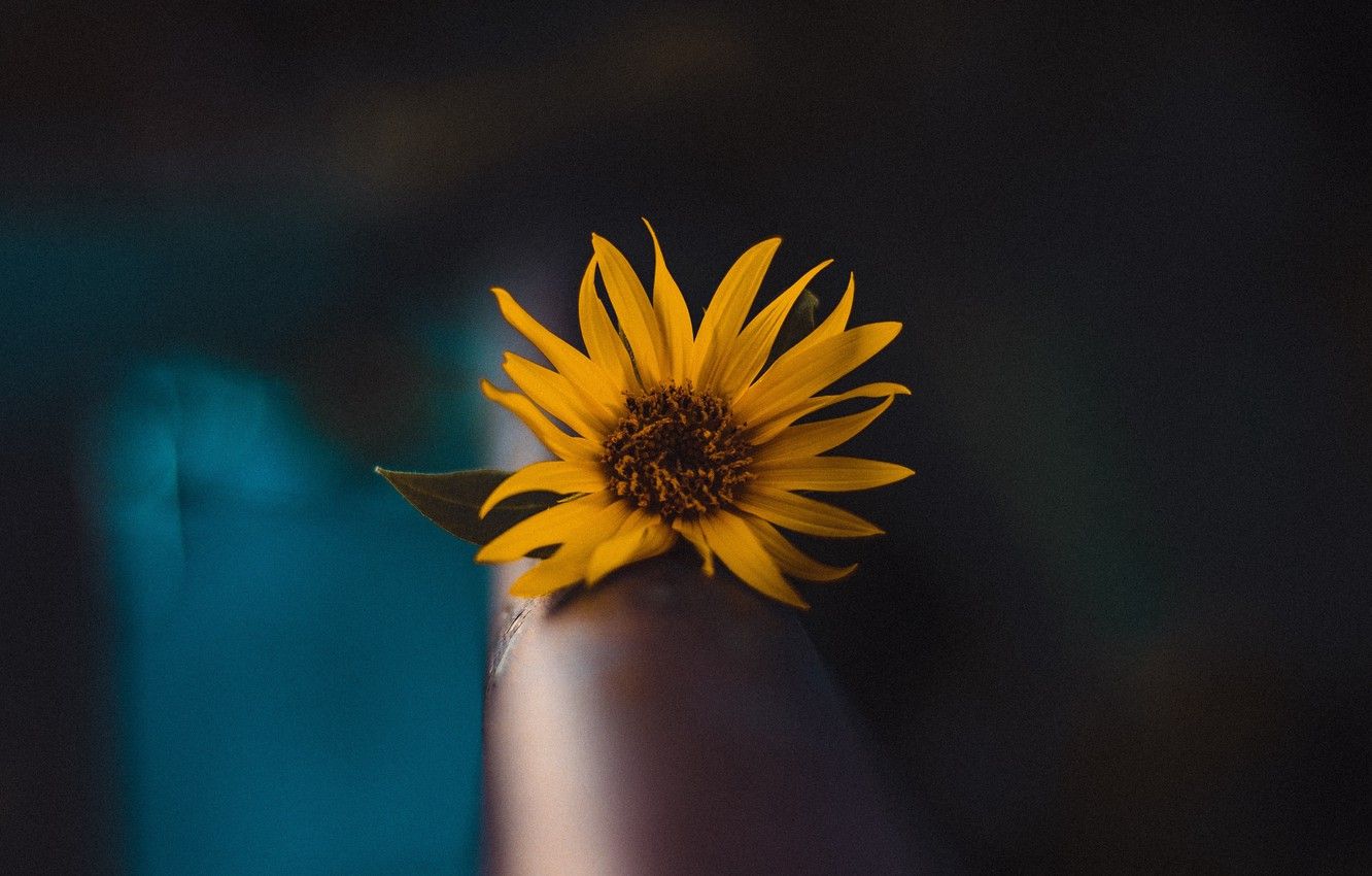 Wallpaper wallpaper, flower, yellow, flowers, macro, blur, focus
