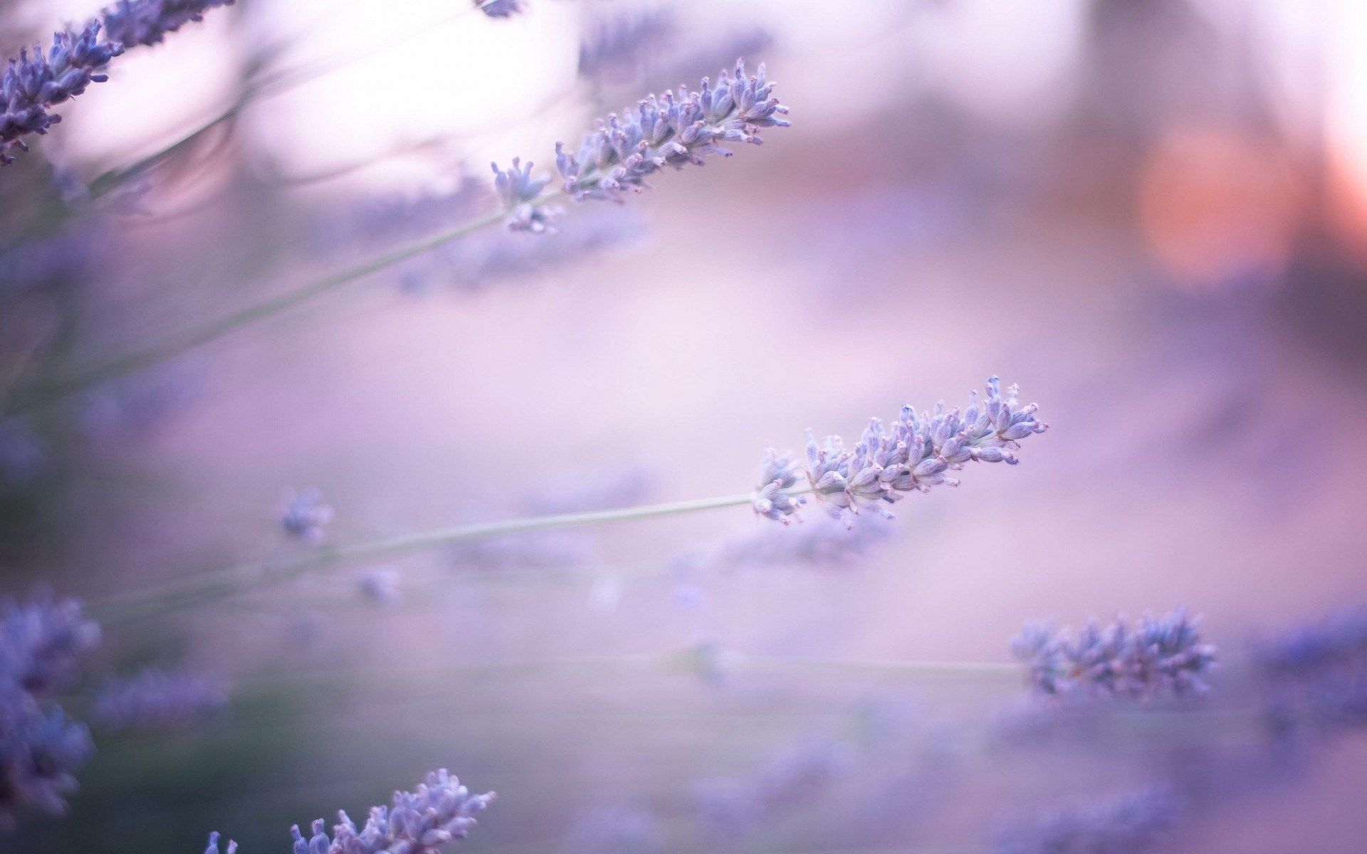 macro, beauty, lavender flower, motion blur, plant, full HD